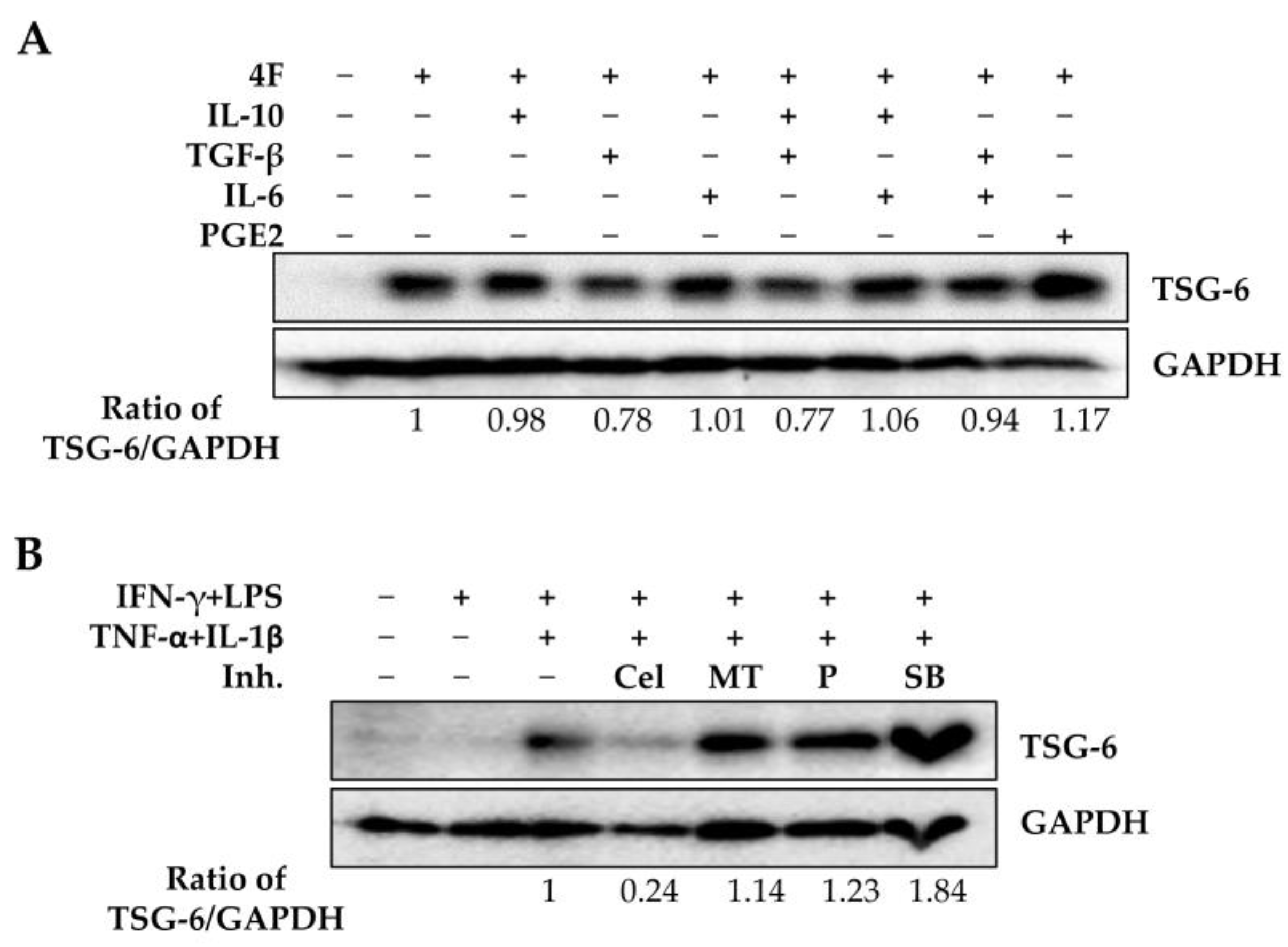 Ijms 25 00477 g006 Ijms 25 00477 g006