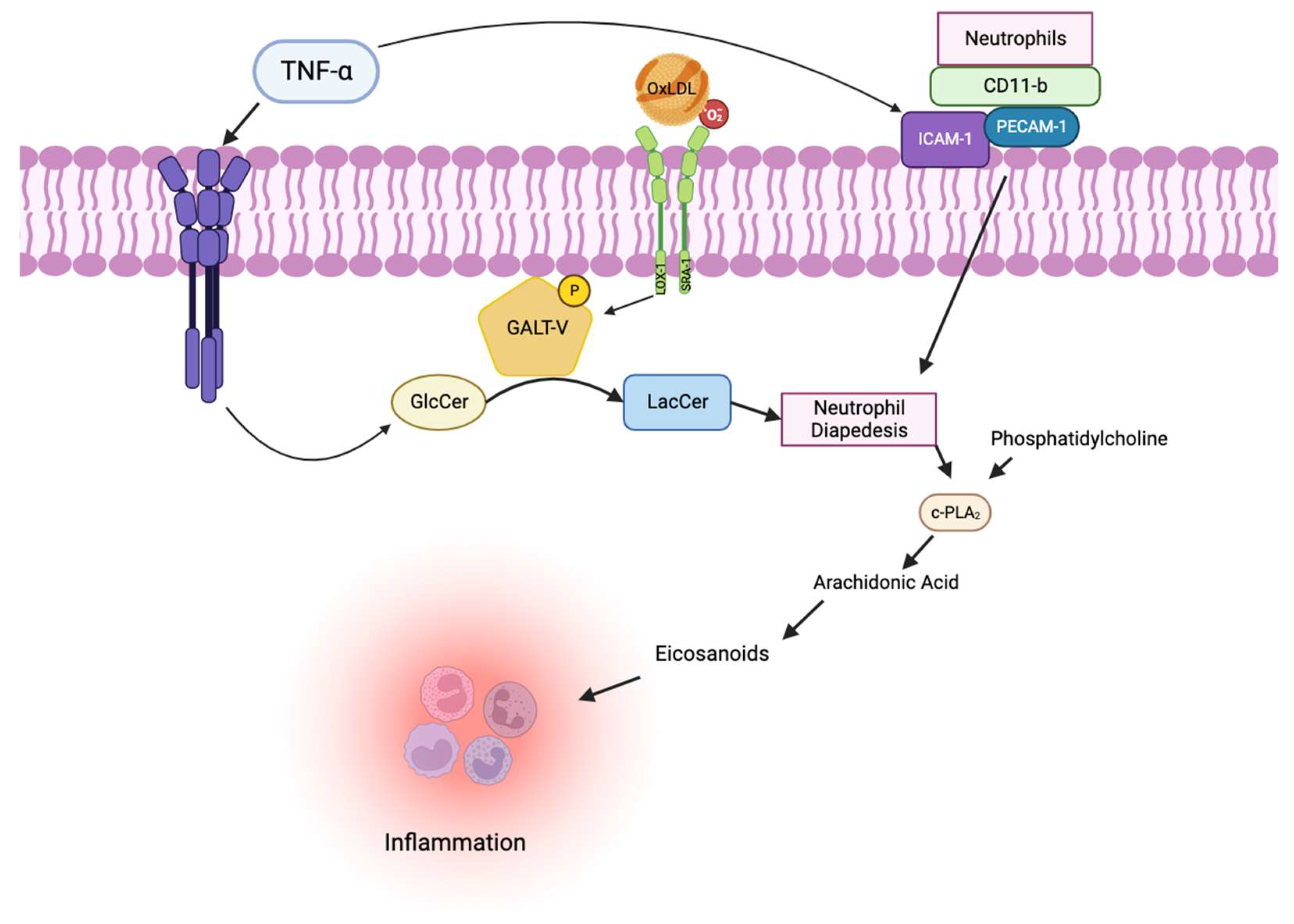 Ijms 25 00483 g005 Ijms 25 00483 g005