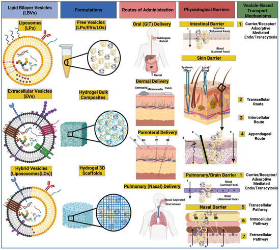 Unraveling the Multifaceted Roles of Extracellular Vesicles Unraveling the Multifaceted Roles of Extracellular Vesicles