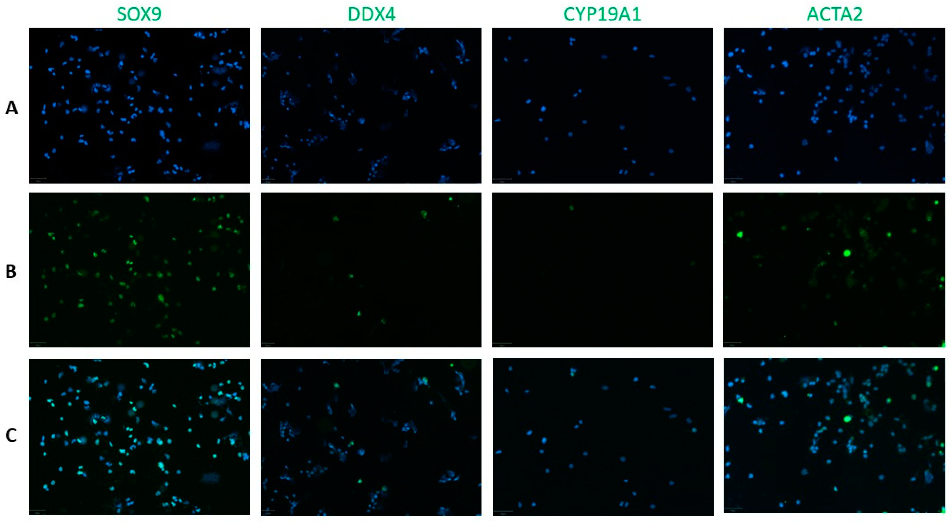 Ijms 25 00521 g001 Ijms 25 00521 g001