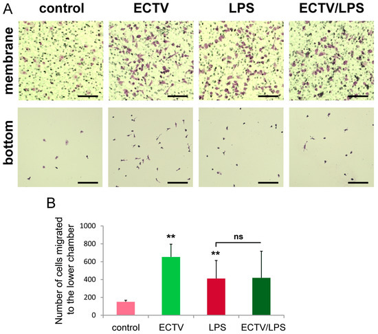 Ectromelia Virus Affects the Formation and Spatial Organization of ...