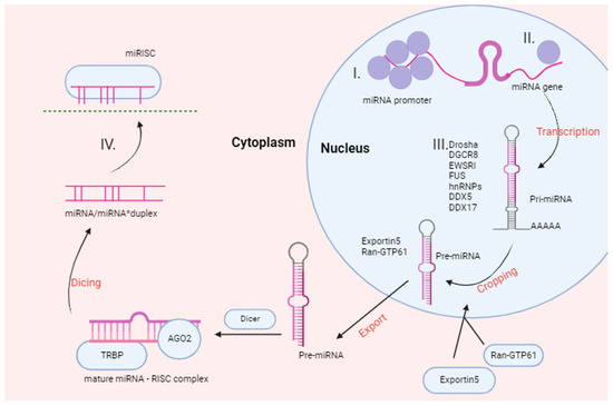 Non-Coding RNAs as Key Regulators in Lung Cancer