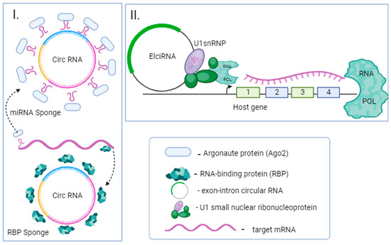 Non-Coding RNAs as Key Regulators in Lung Cancer Non-Coding RNAs as Key Regulators in Lung Cancer
