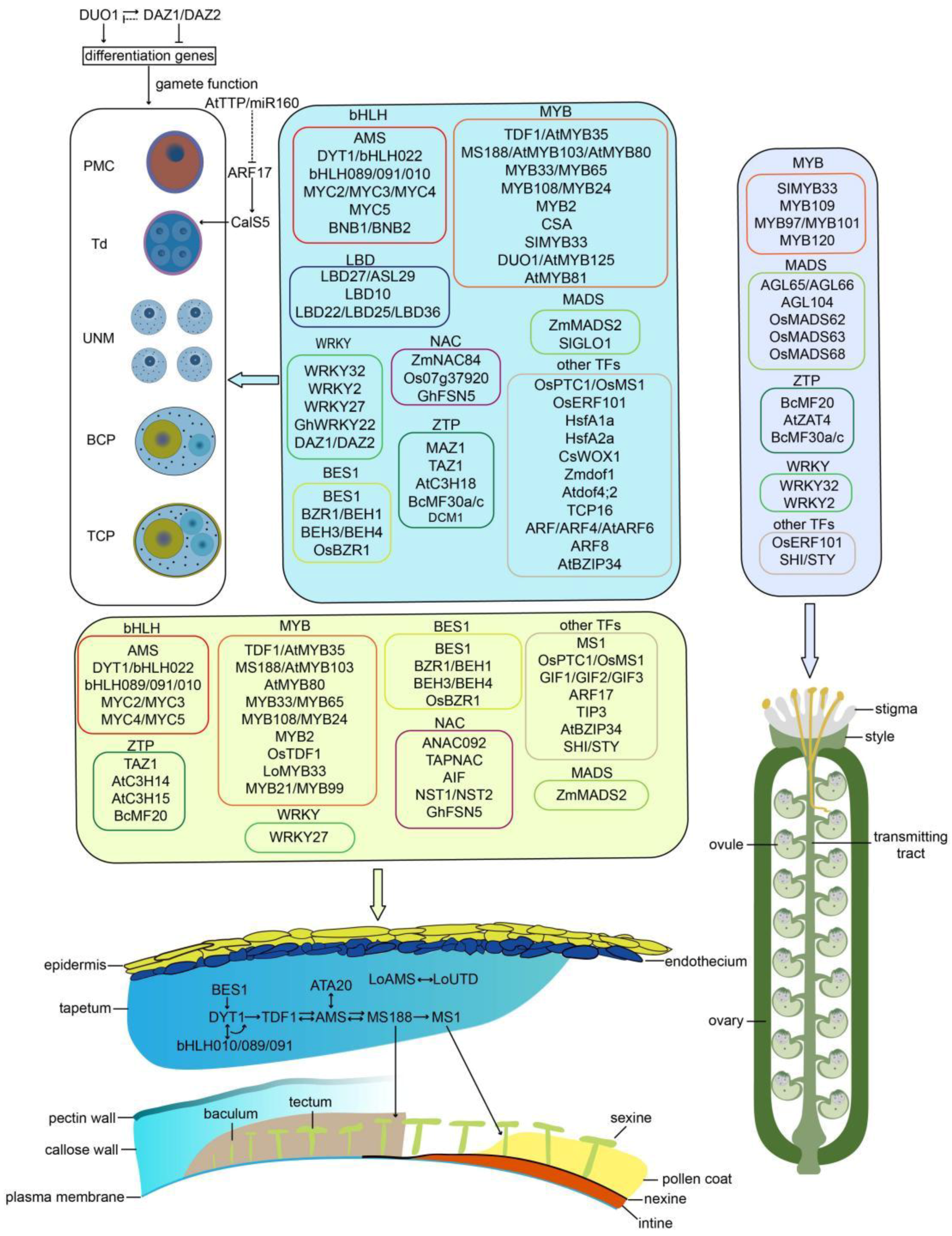 Ijms 25 00566 g001 Ijms 25 00566 g001