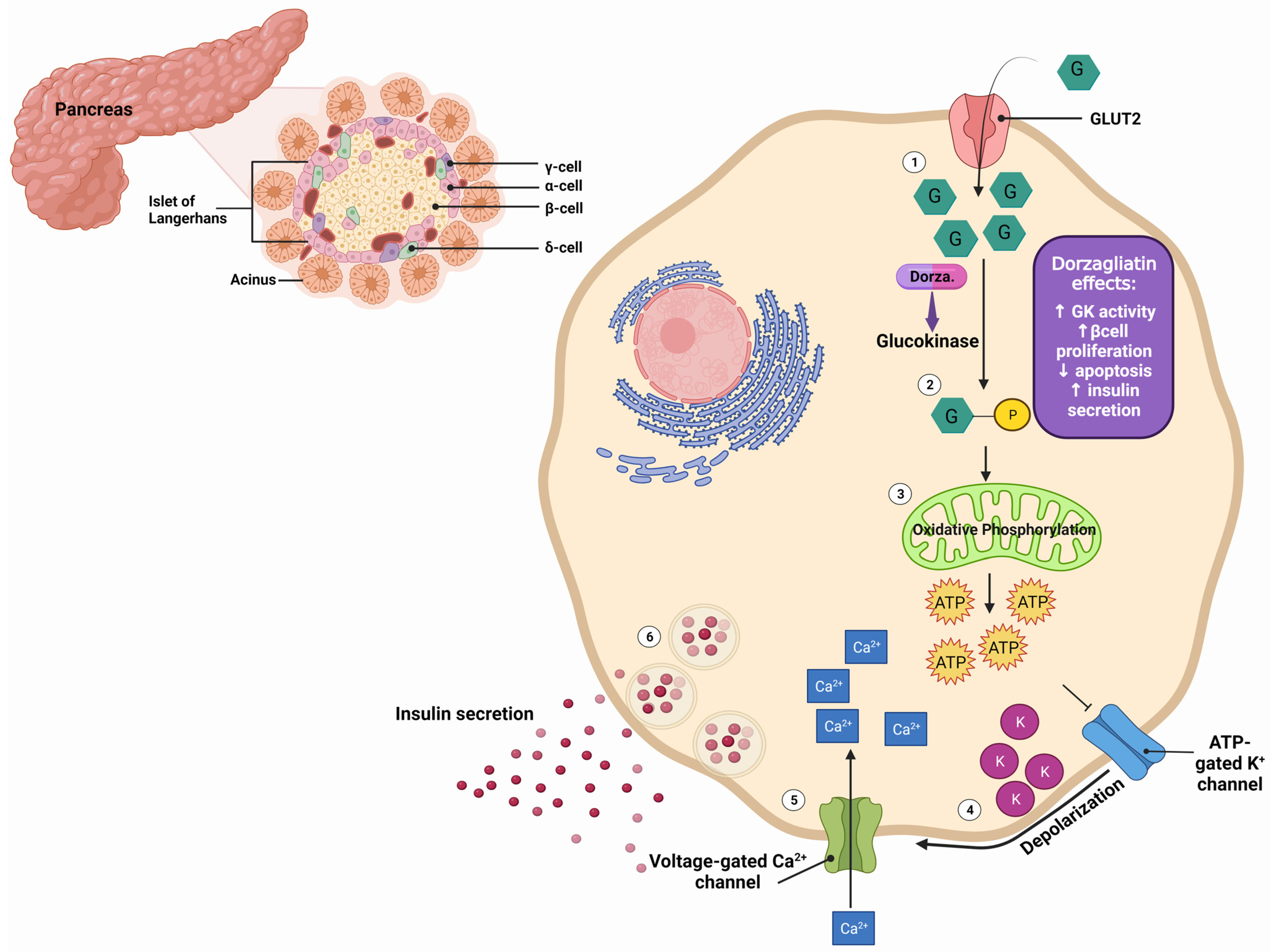 Ijms 25 00571 g001 Ijms 25 00571 g001