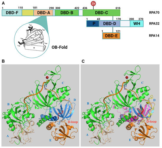 Replication Protein A, the Main Eukaryotic Single-Stranded