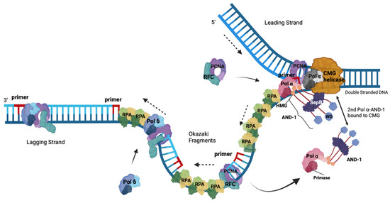 Replication Protein A, the Main Eukaryotic Single-Stranded