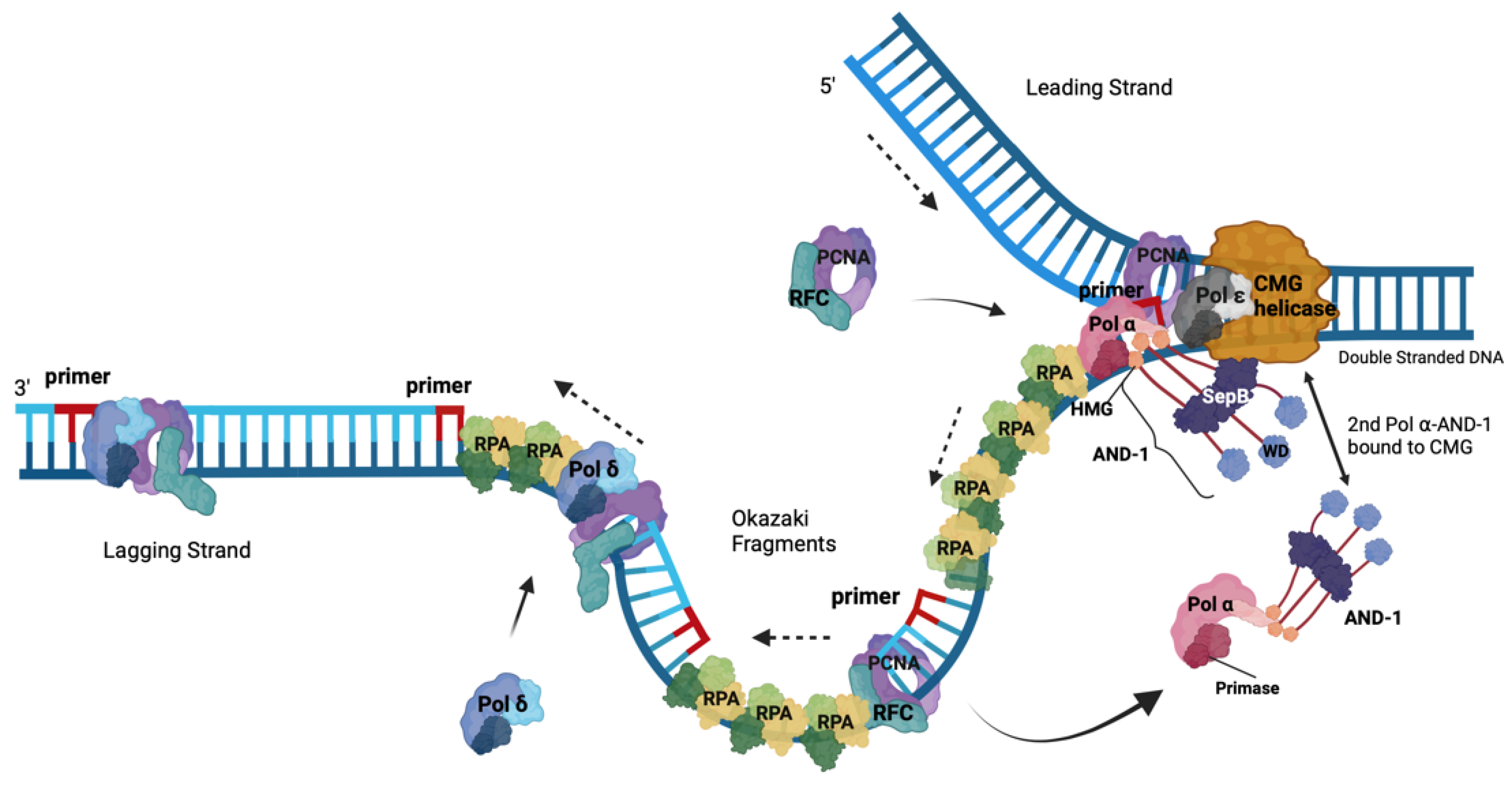 Replication Protein A, the Main Eukaryotic Single-Stranded