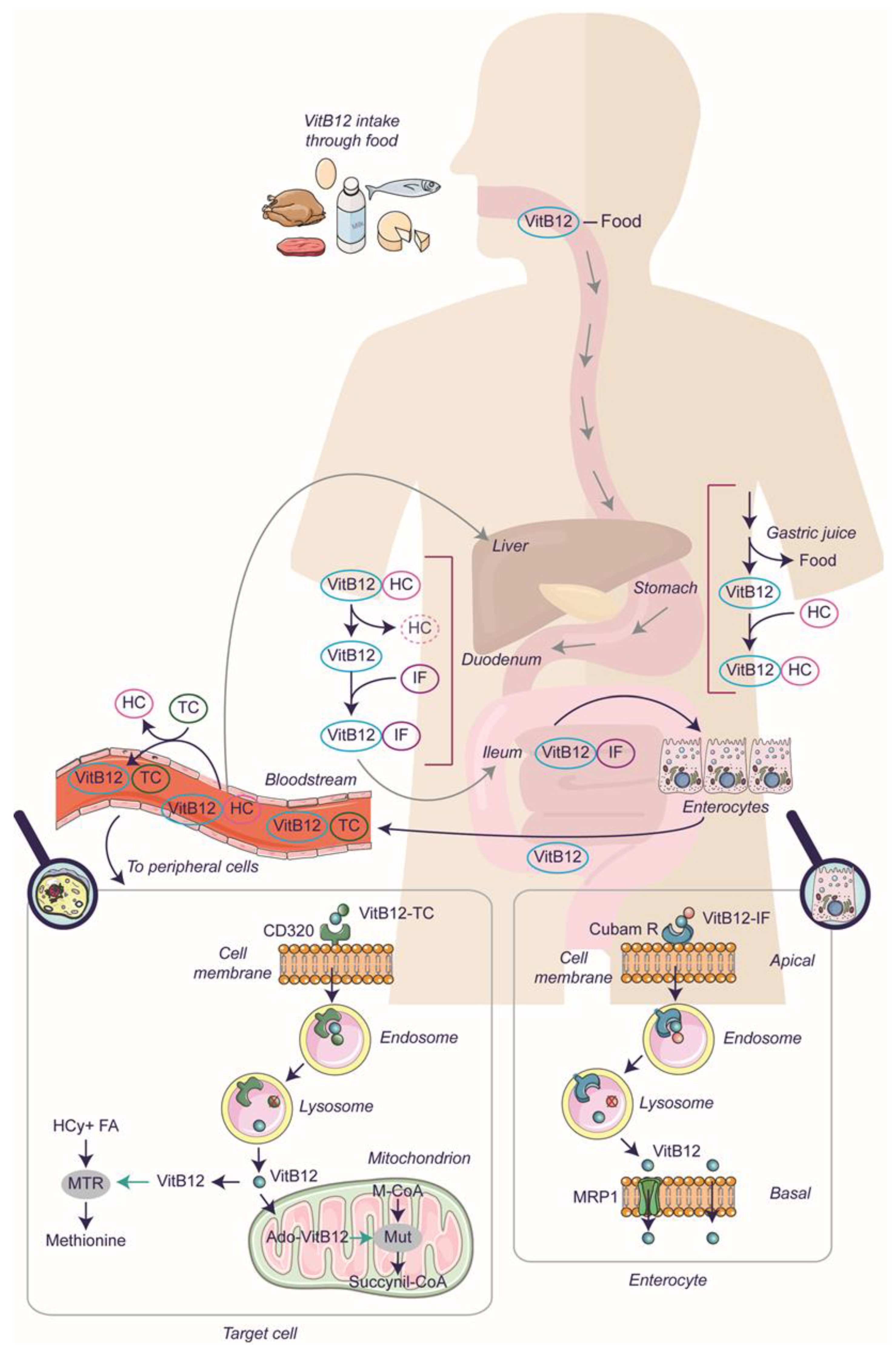 Nurokind NF Drop Nurokind NF Drop