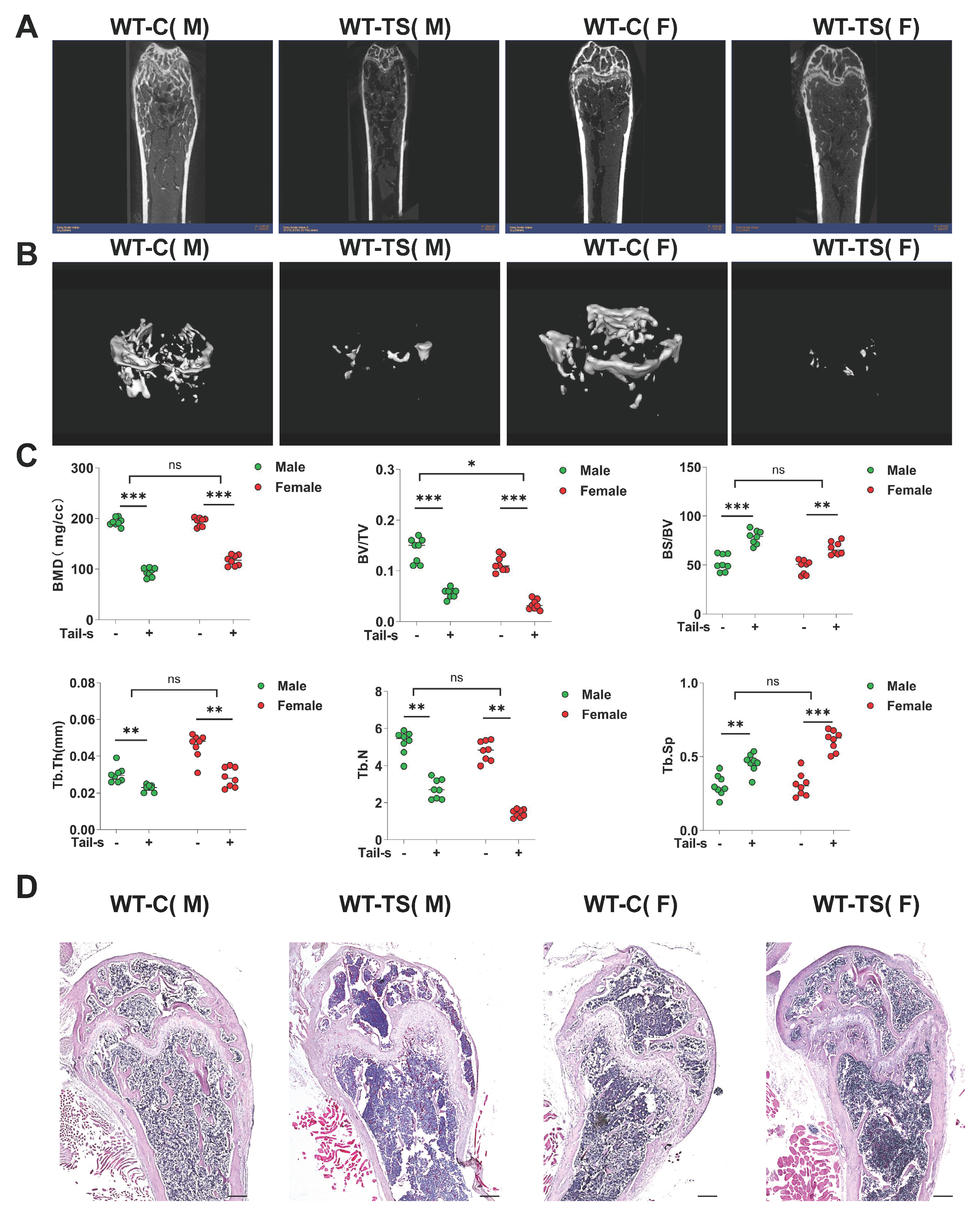 Atp6v1h Deficiency Blocks Bone Loss in Simulated