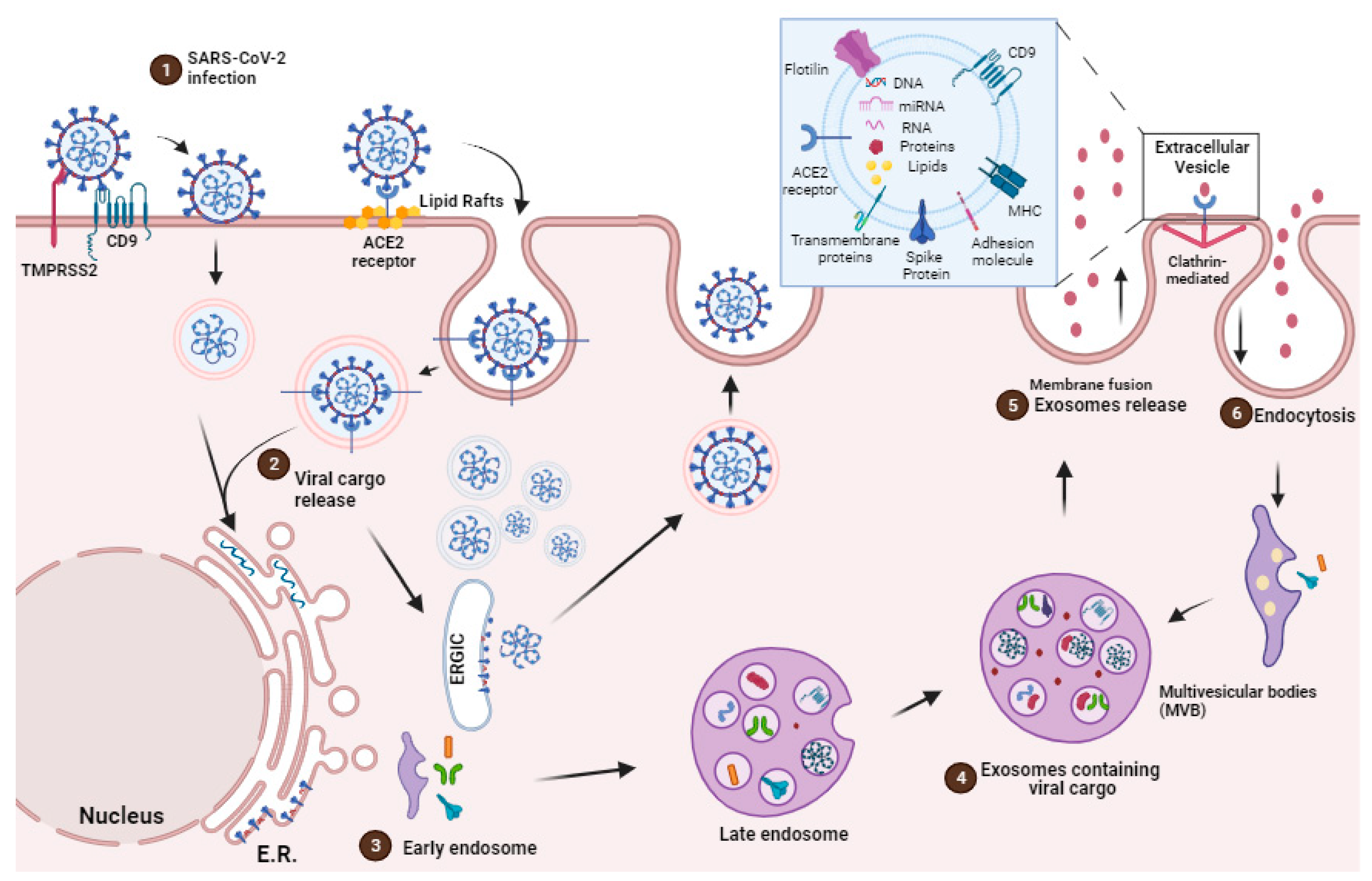 Ijms 25 00640 g001 Ijms 25 00640 g001