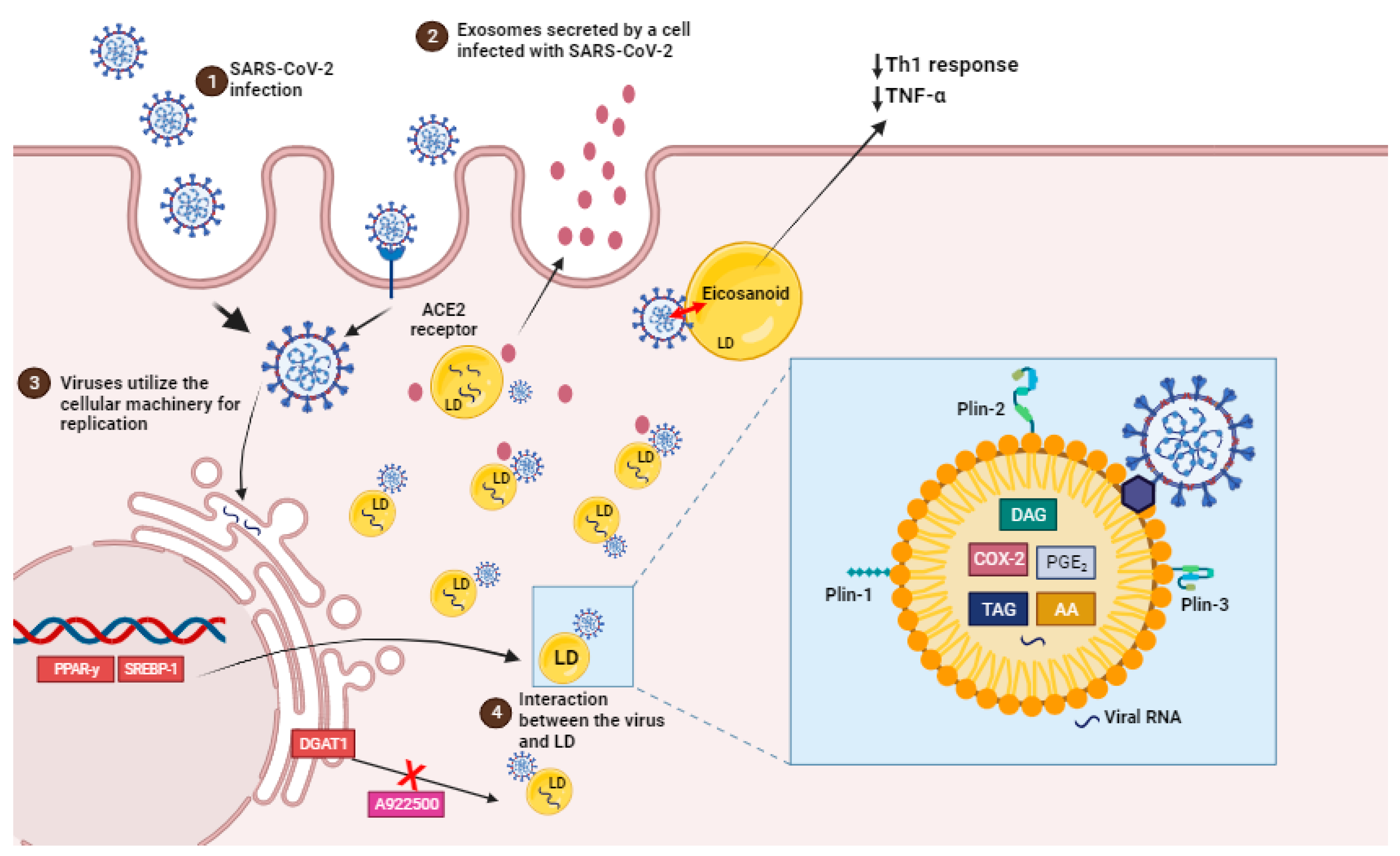 Ijms 25 00640 g002 Ijms 25 00640 g002