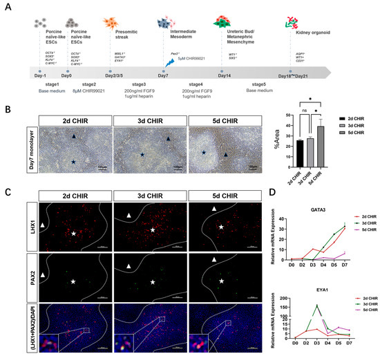 Porcine Kidney Organoids Derived from Naïvelike Embryonic Stem Cells