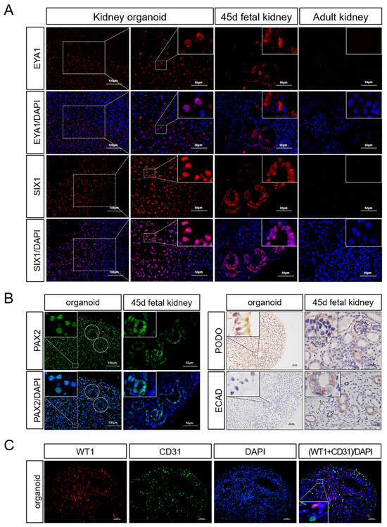 Porcine Kidney Organoids Derived from Naïve-like Embryonic Stem Cells