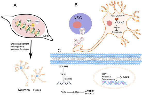 Diallyl Disulfide Induces Chemosensitization to Sorafenib