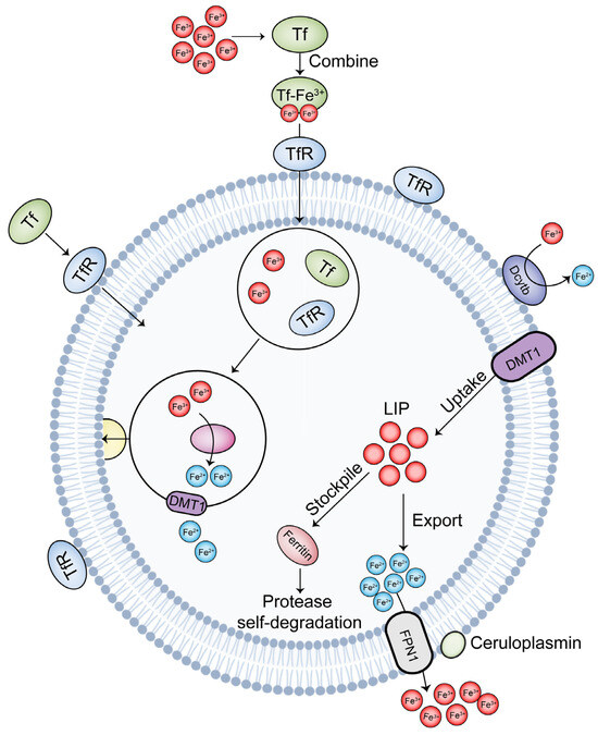 とっておきし福袋 Homeostasis Ion Iron of Mechanism in and Immunity Intestinal ジャケット・アウター