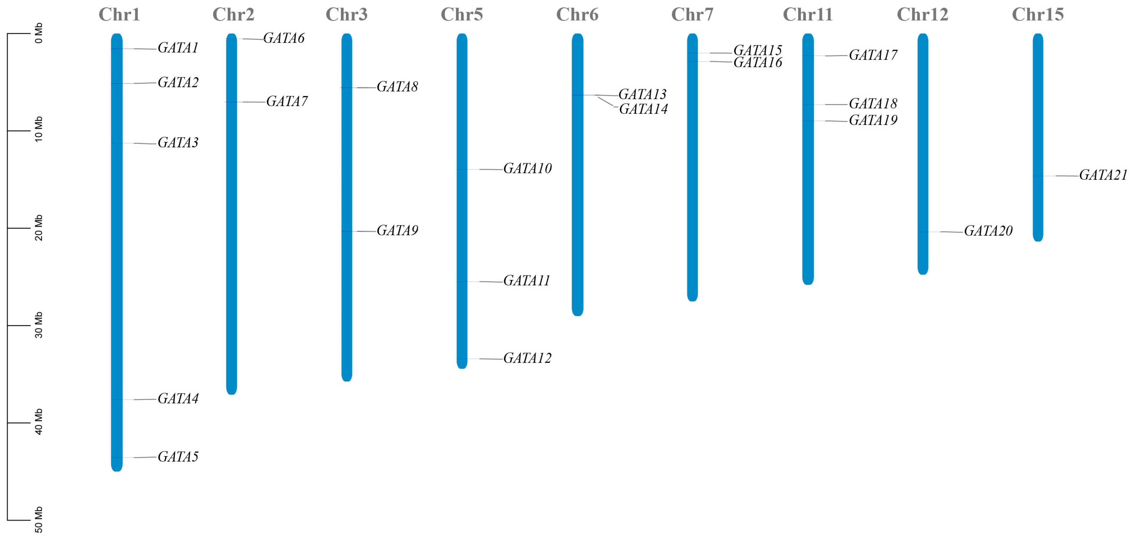 Genome-Wide Identification and Expression Analysis of GATA