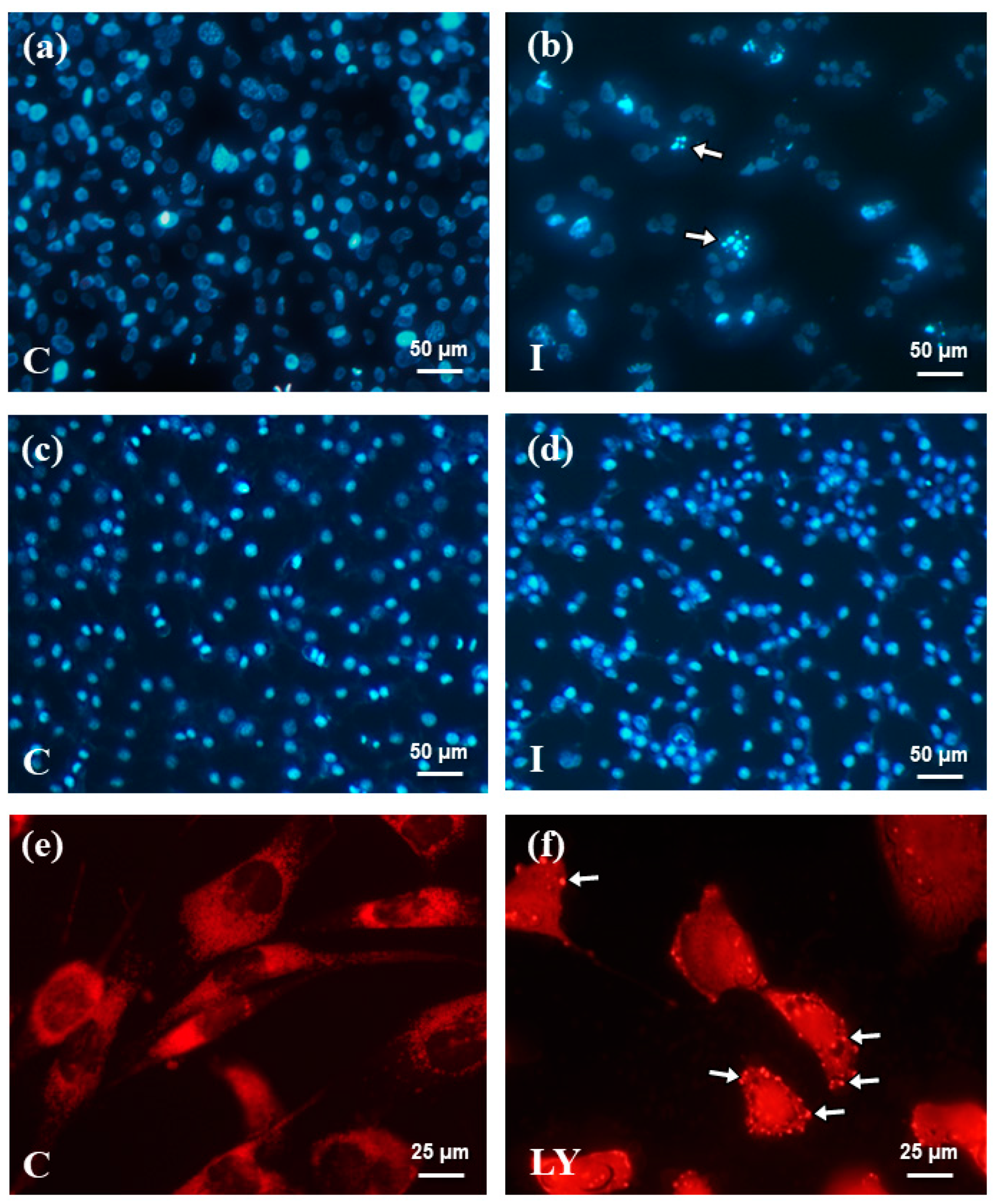 Ijms 25 00759 g004 Ijms 25 00759 g004