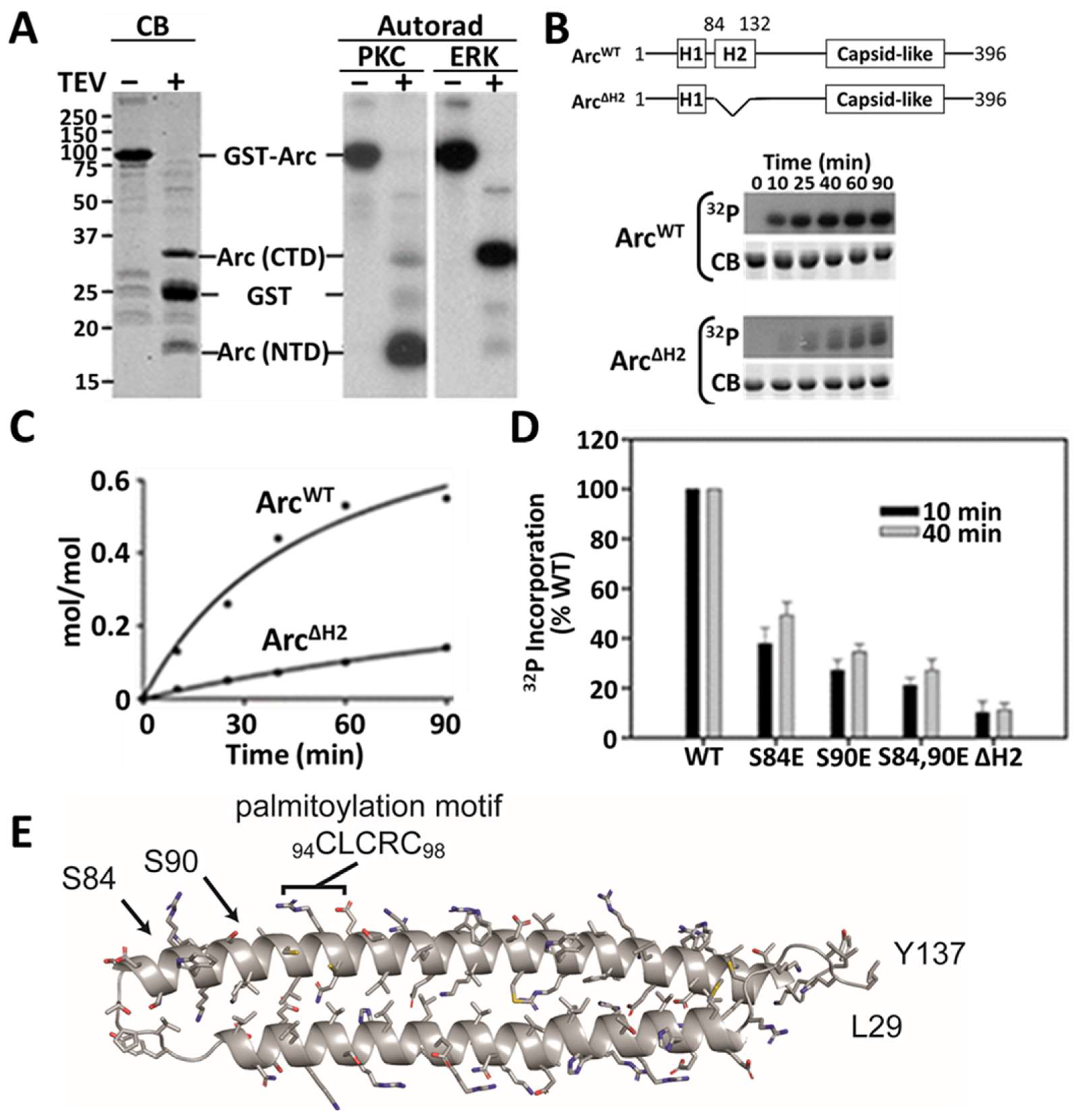 Ijms 25 00780 g003 Ijms 25 00780 g003