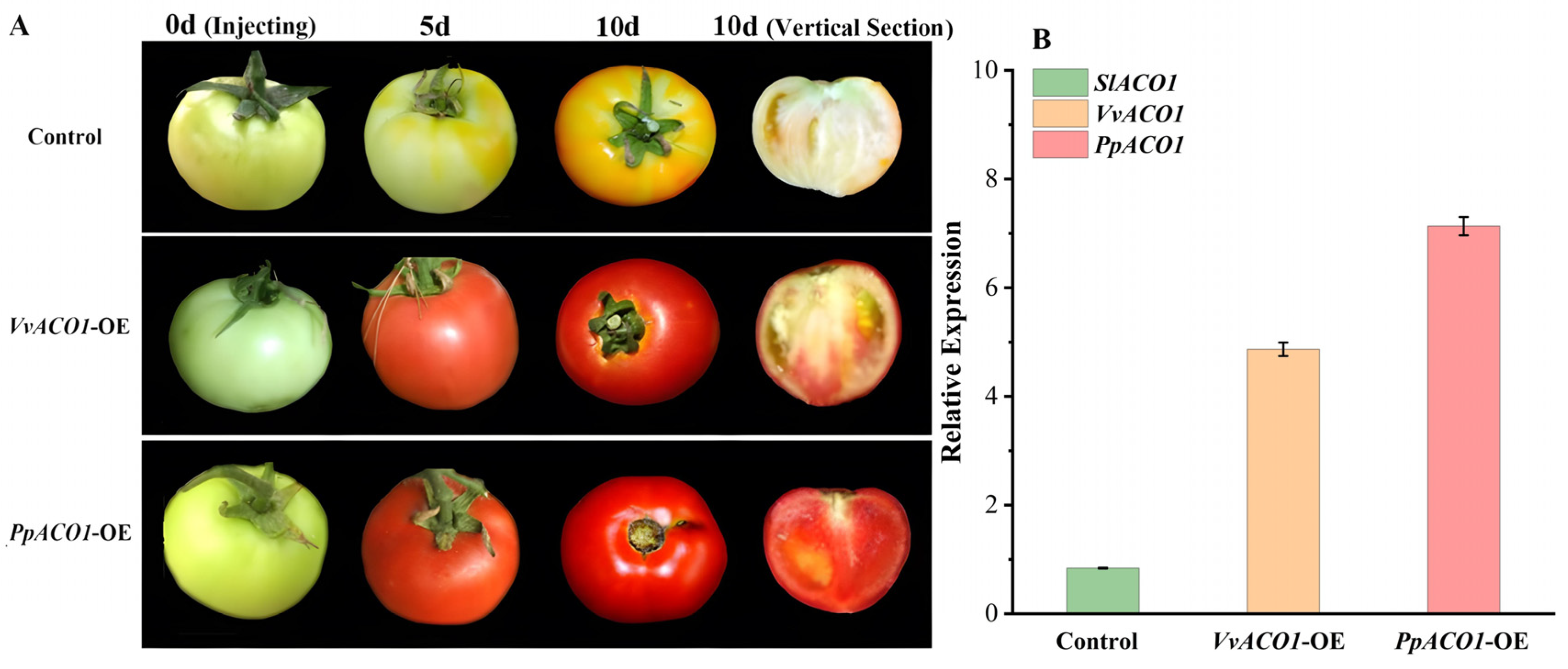 Ijms 25 00789 g006 Ijms 25 00789 g006