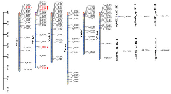 Genome-Wide Identification and Characterization of MYB Gene