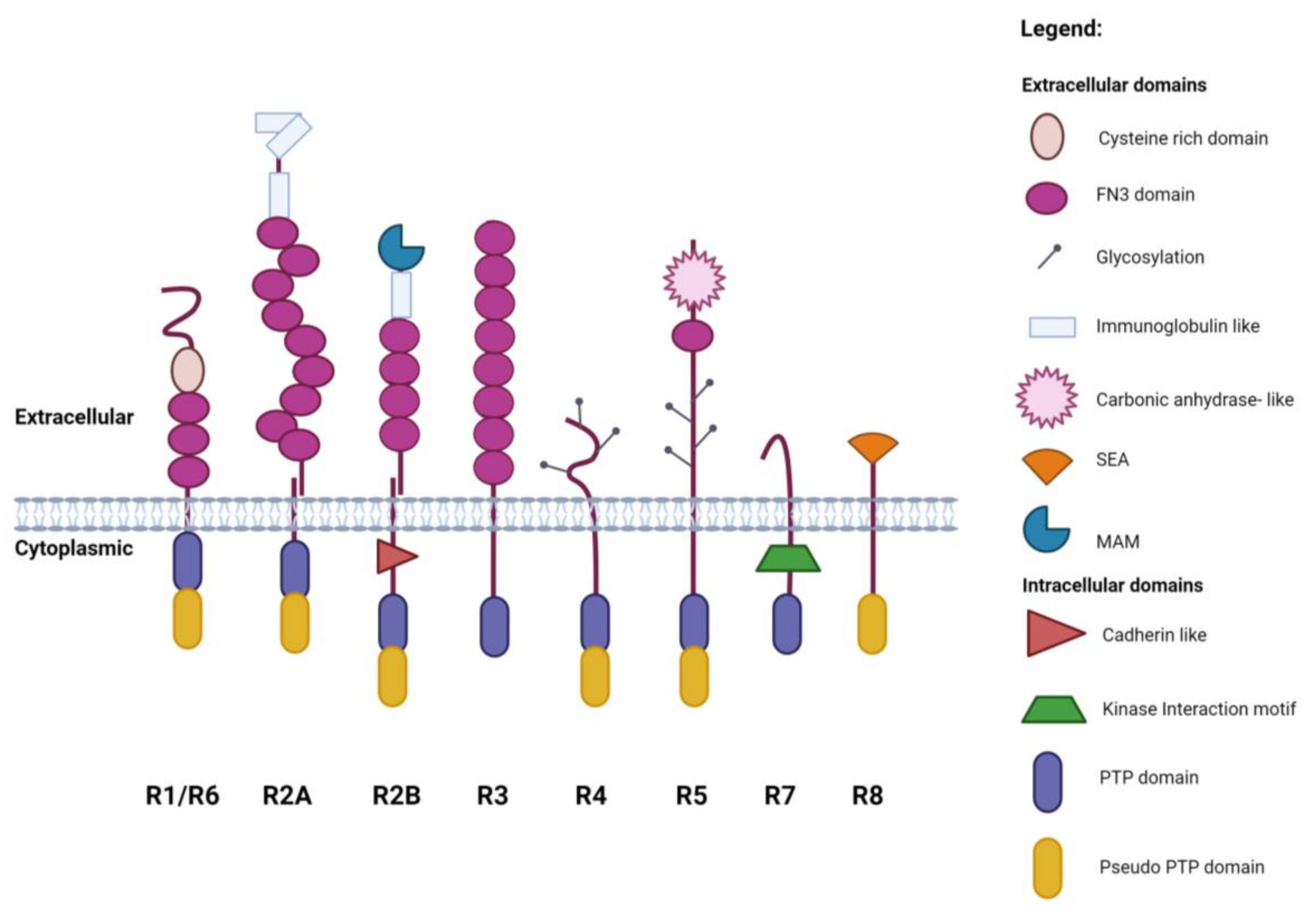 IJMS | Free Full-Text | Analysis of Receptor-Type Protein Tyrosine ...