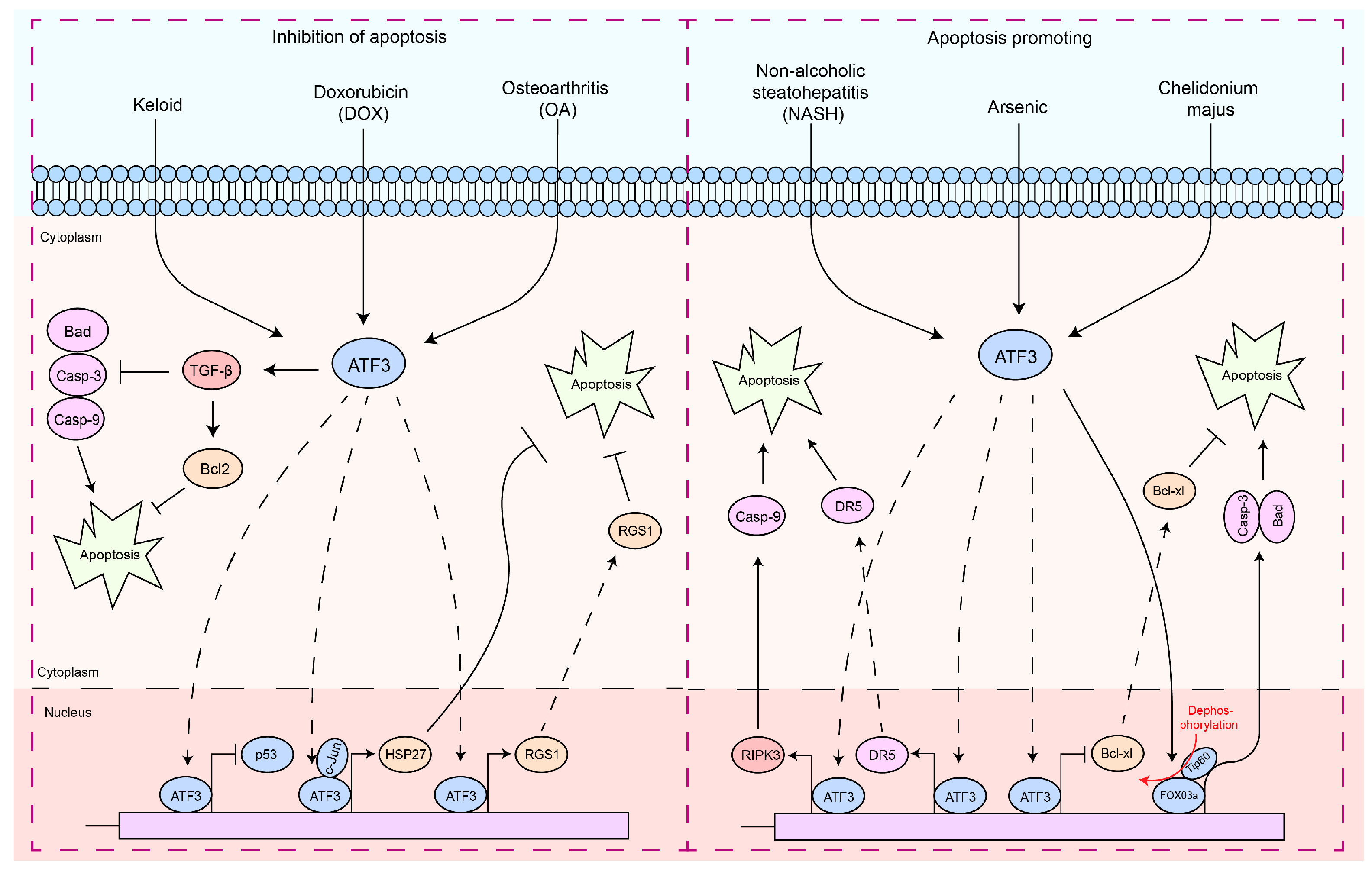 IJMS | Free Full-Text | The Dual Roles of Activating Transcription ...