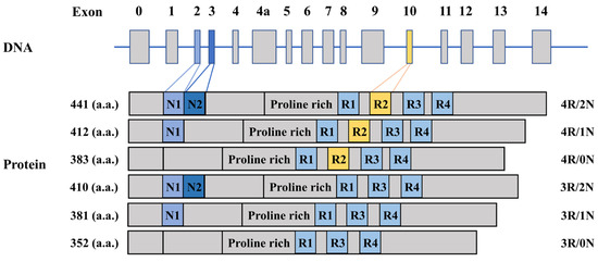 Modulation of Tau Pathology in Alzheimer's Disease by Dietary