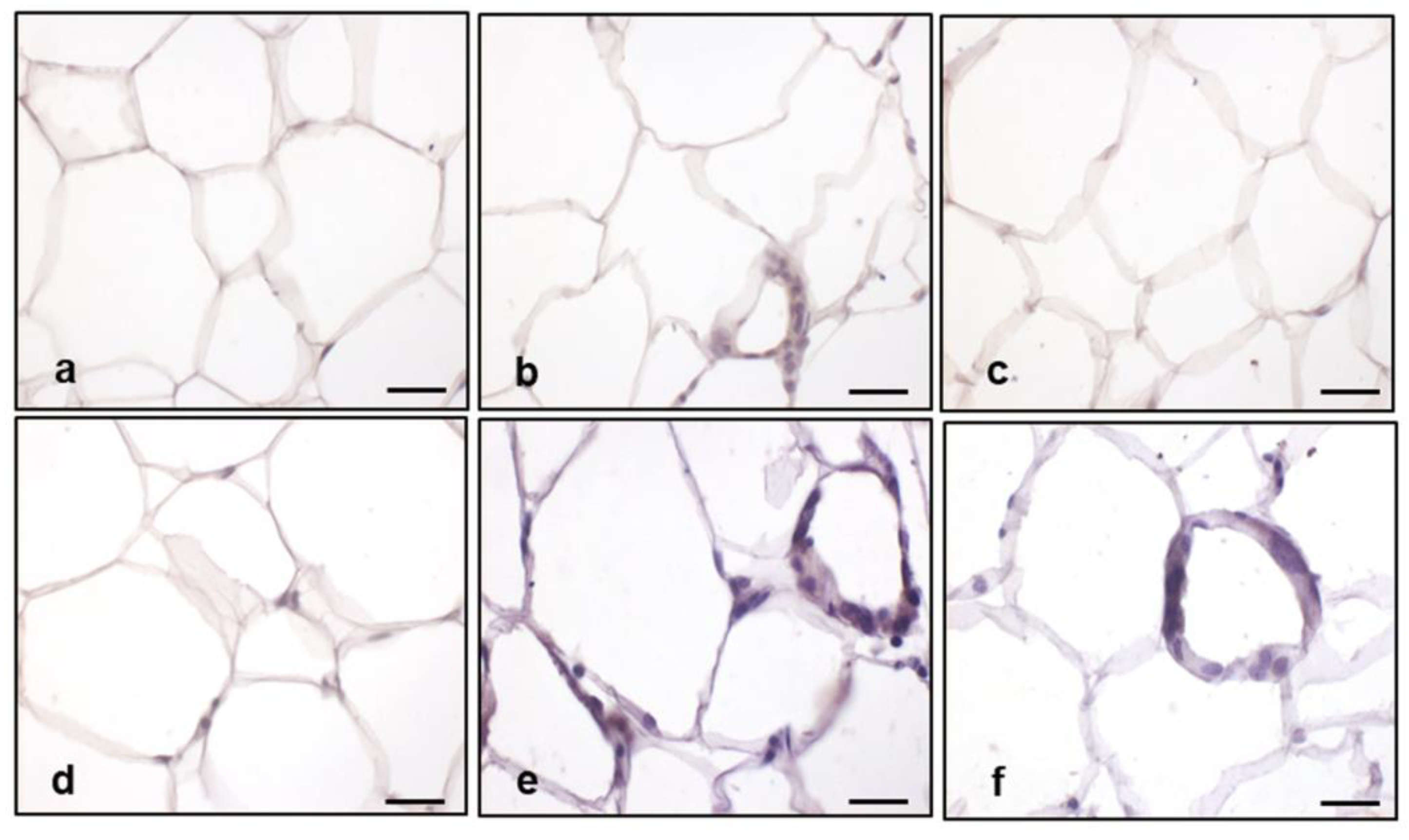 Ijms 25 00860 g008 Ijms 25 00860 g008