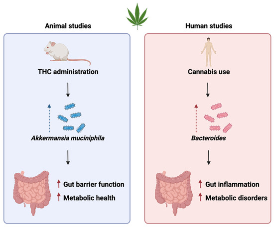 The Role of Cannabinoids in Gut Health  