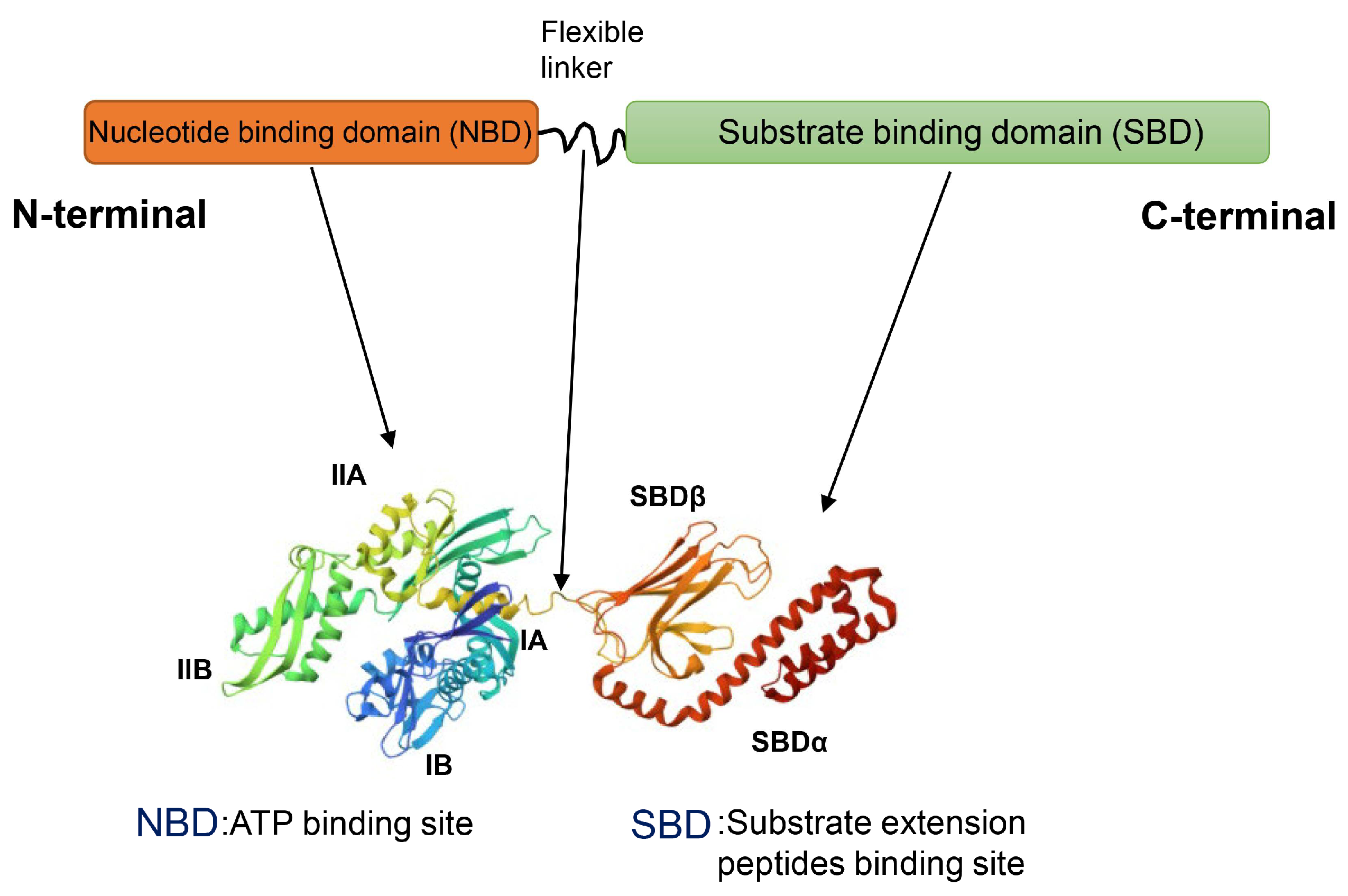 IJMS | Free Full-Text | Heat Shock Proteins and Breast Cancer