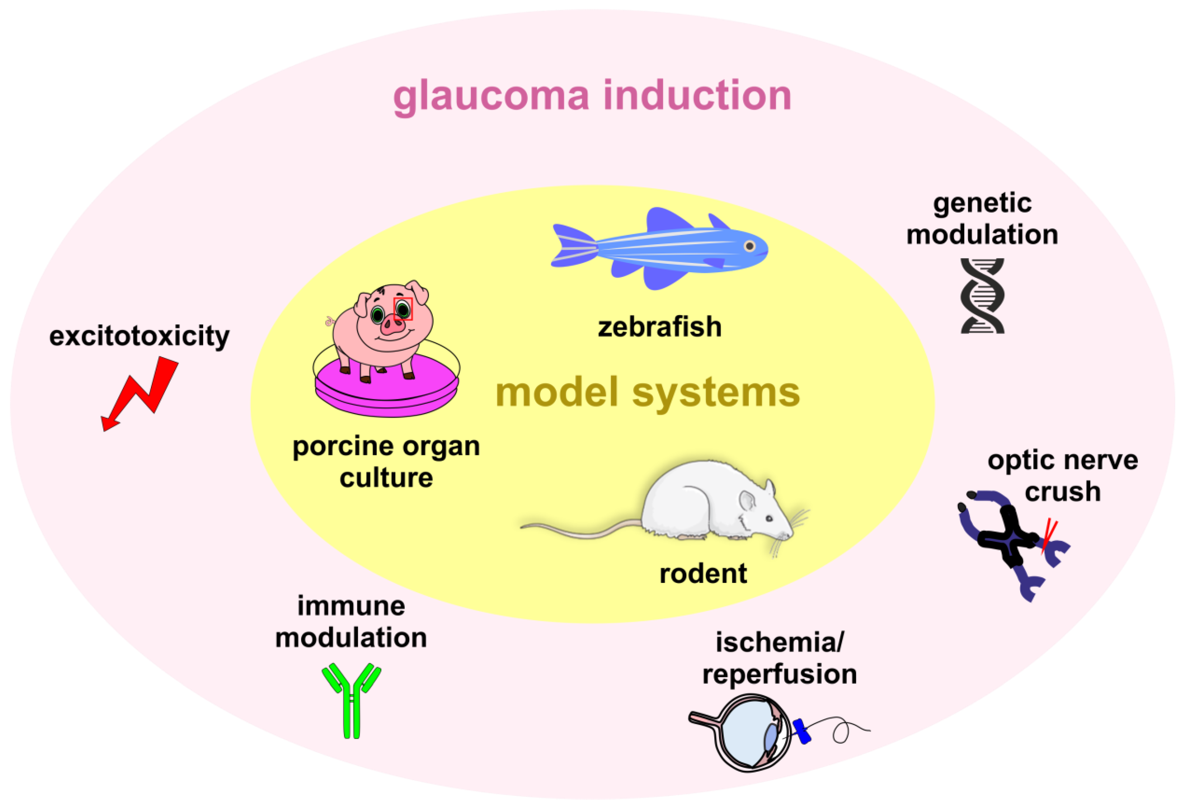 IJMS Free FullText Animal Models beyond Chronic IOP Increase