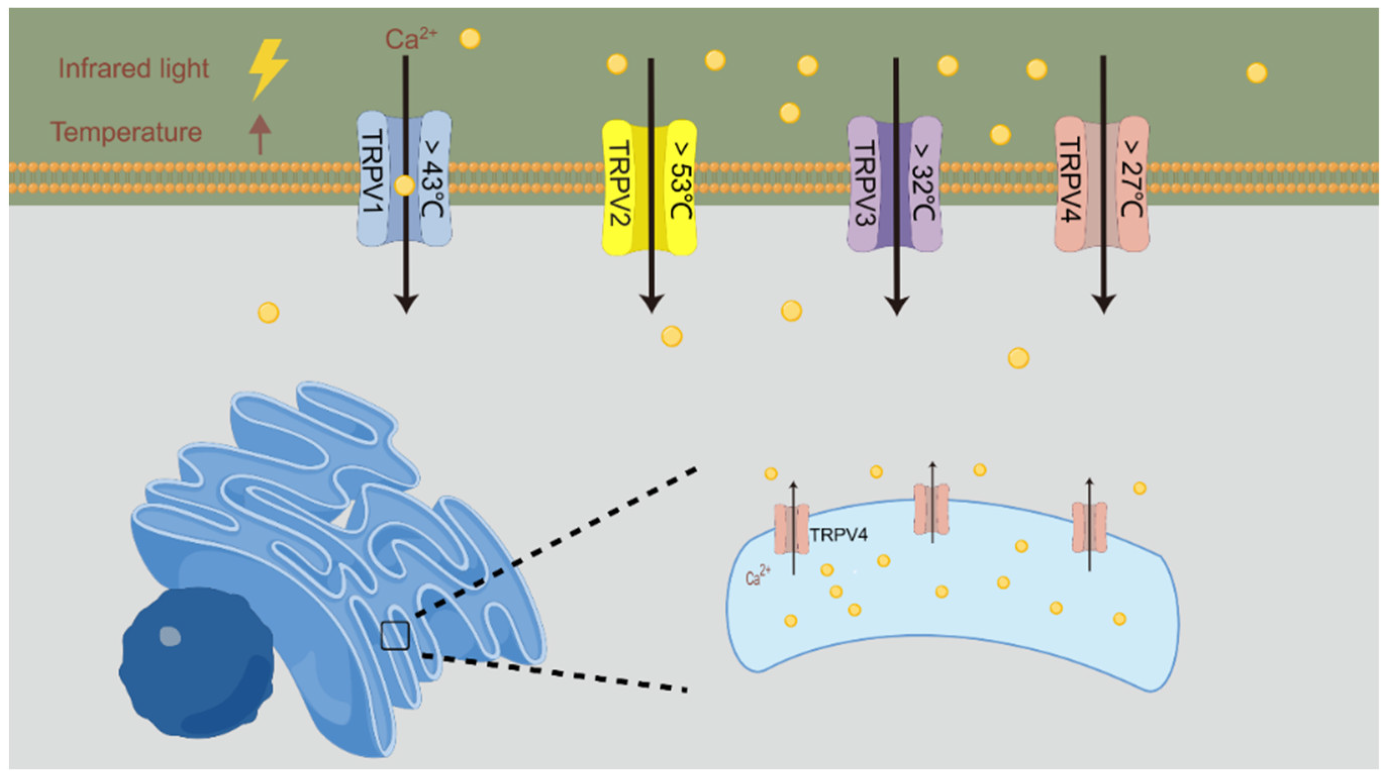 Ijms 25 00928 g002 Ijms 25 00928 g002