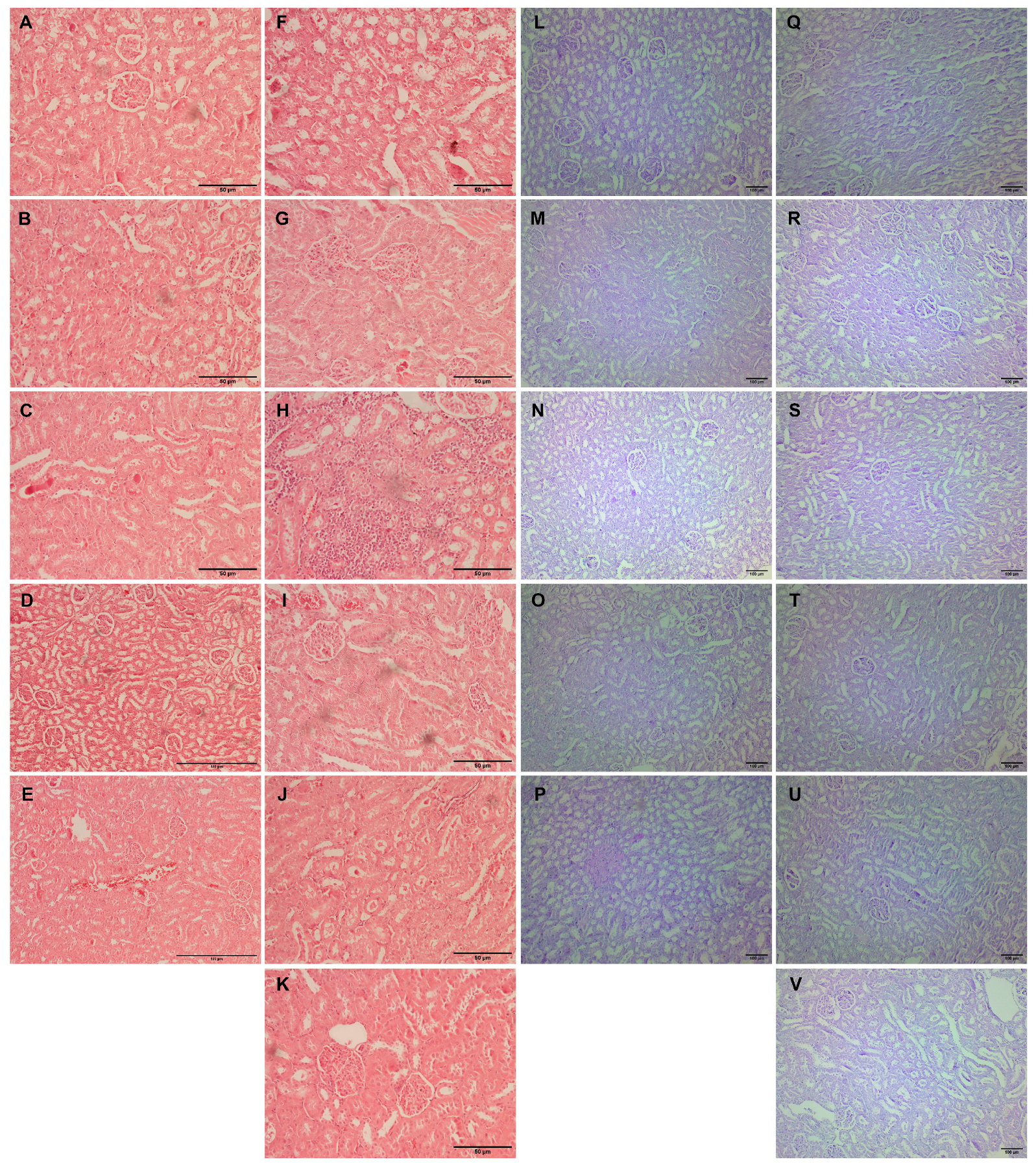 Ijms 25 00941 g004 Ijms 25 00941 g004