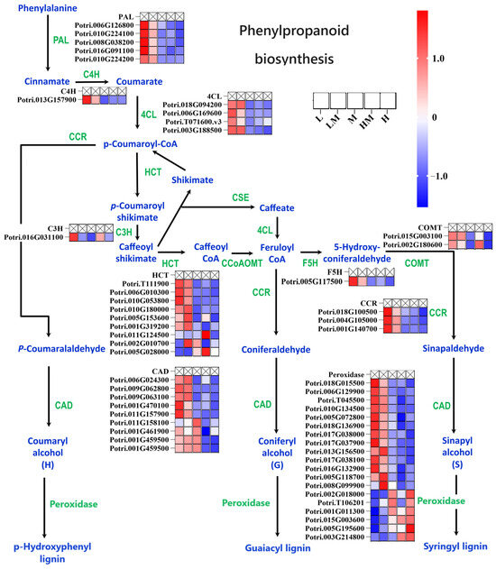 Network Analysis of Metabolome and Transcriptome Revealed