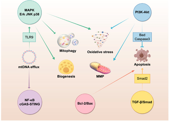 Mitochondrial Dysfunction in Periodontitis and Associated Systemic ...