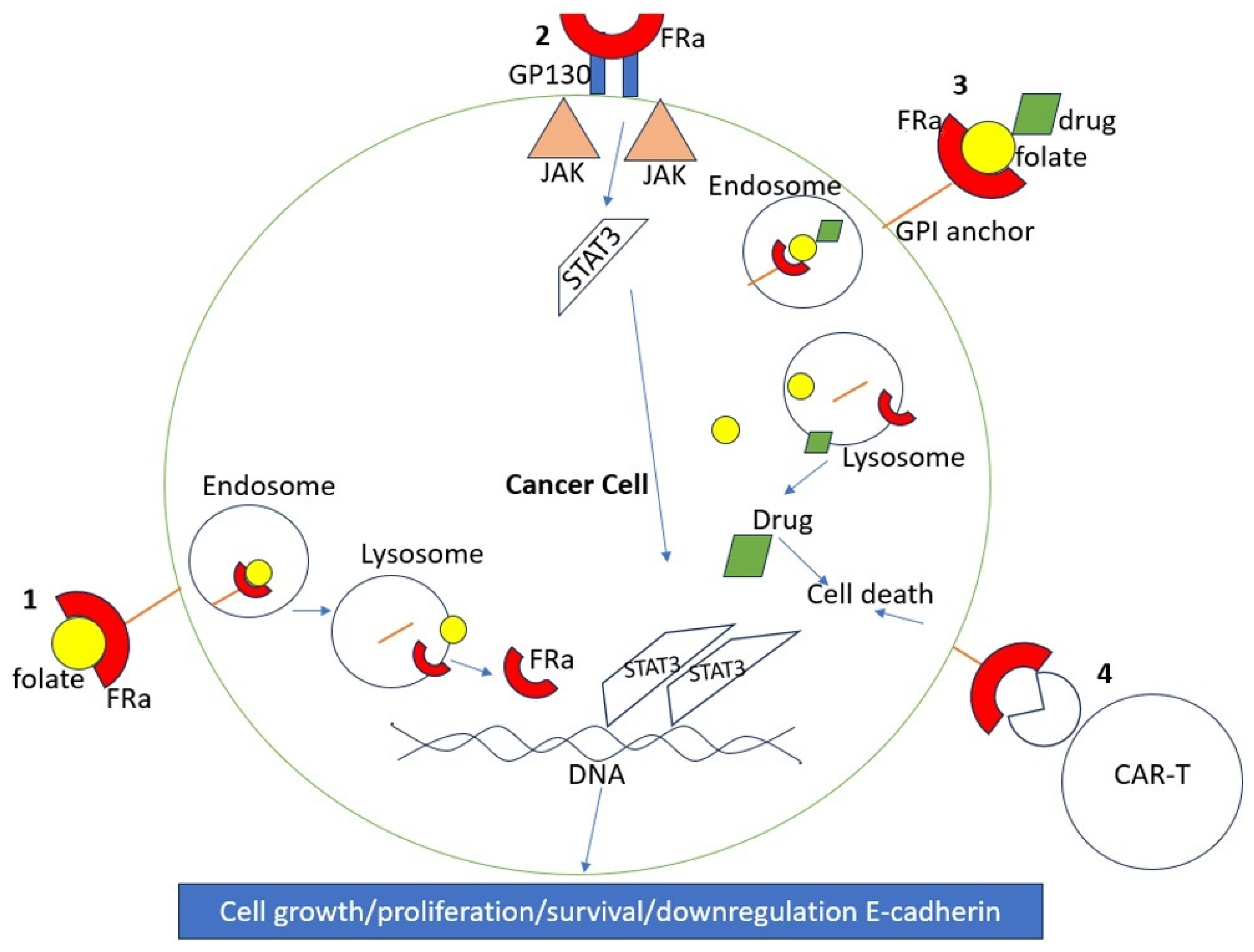 IJMS Free FullText Folate Receptor Alpha—A Novel Approach to IJMS Free FullText Folate Receptor Alpha—A Novel Approach to