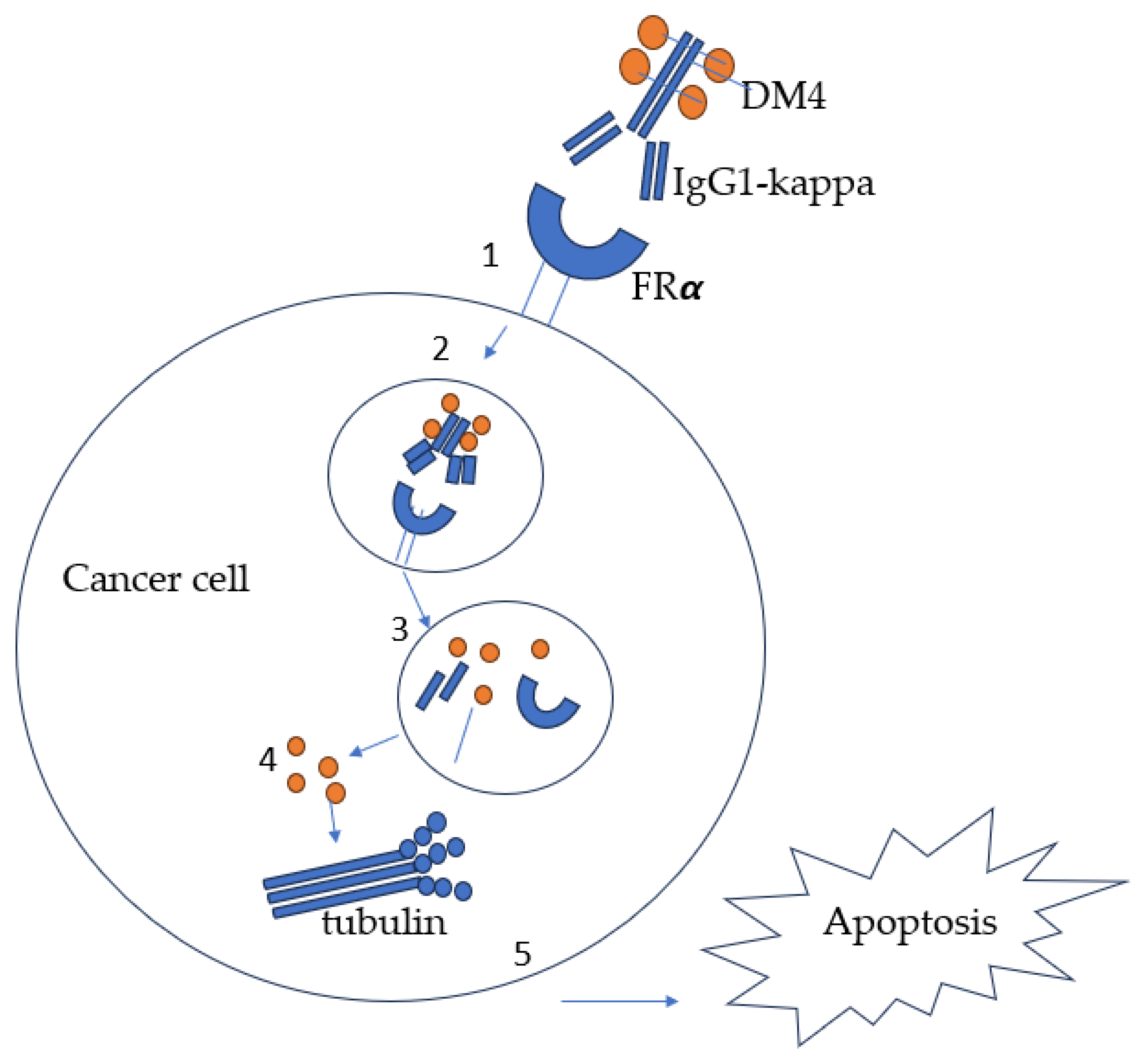 IJMS Free FullText Folate Receptor Alpha—A Novel Approach to IJMS Free FullText Folate Receptor Alpha—A Novel Approach to