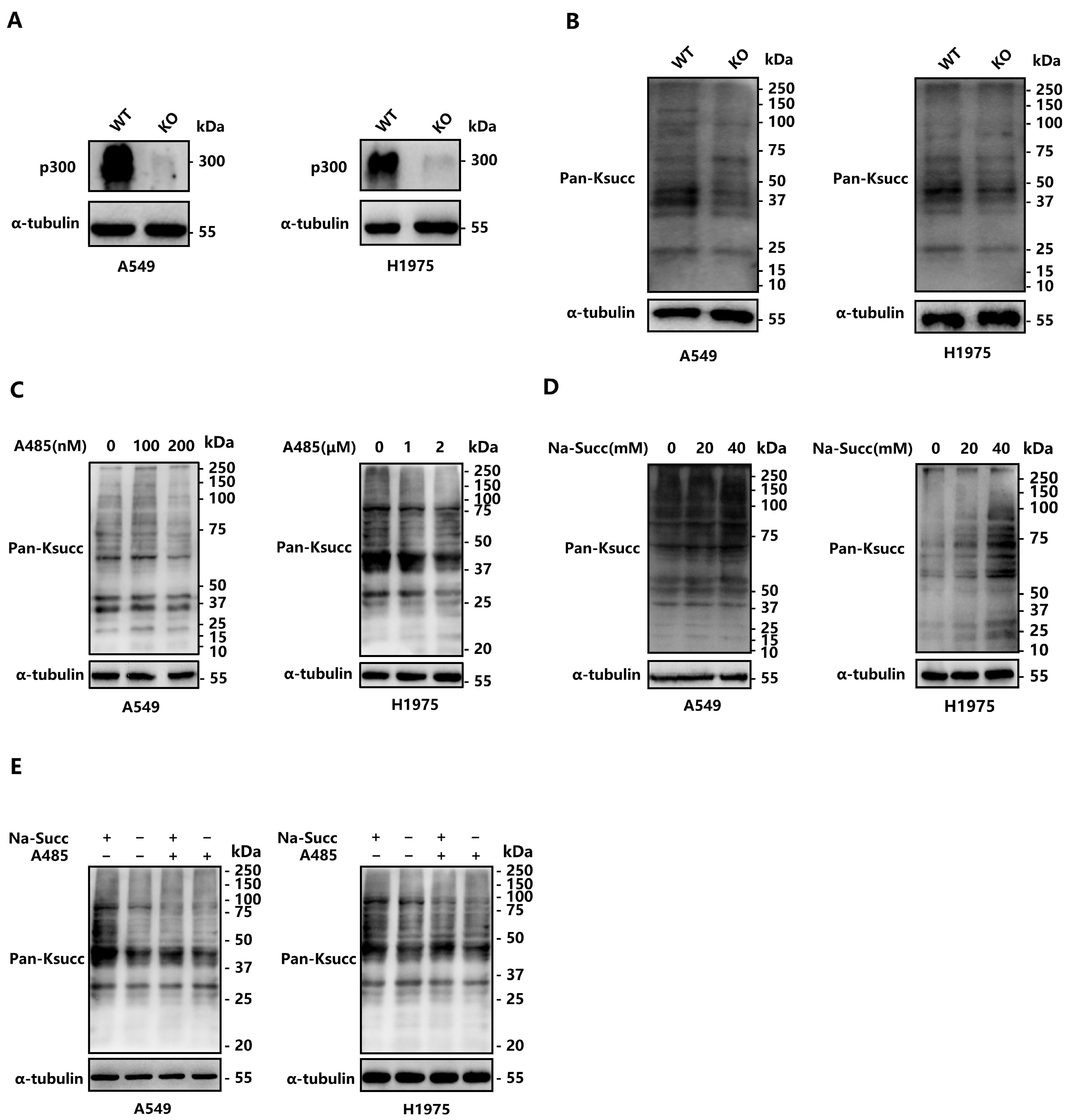 Ijms 25 01057 g001 Ijms 25 01057 g001