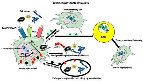 Invertebrate Immunity, Natural Transplantation Immunity Invertebrate Immunity, Natural Transplantation Immunity