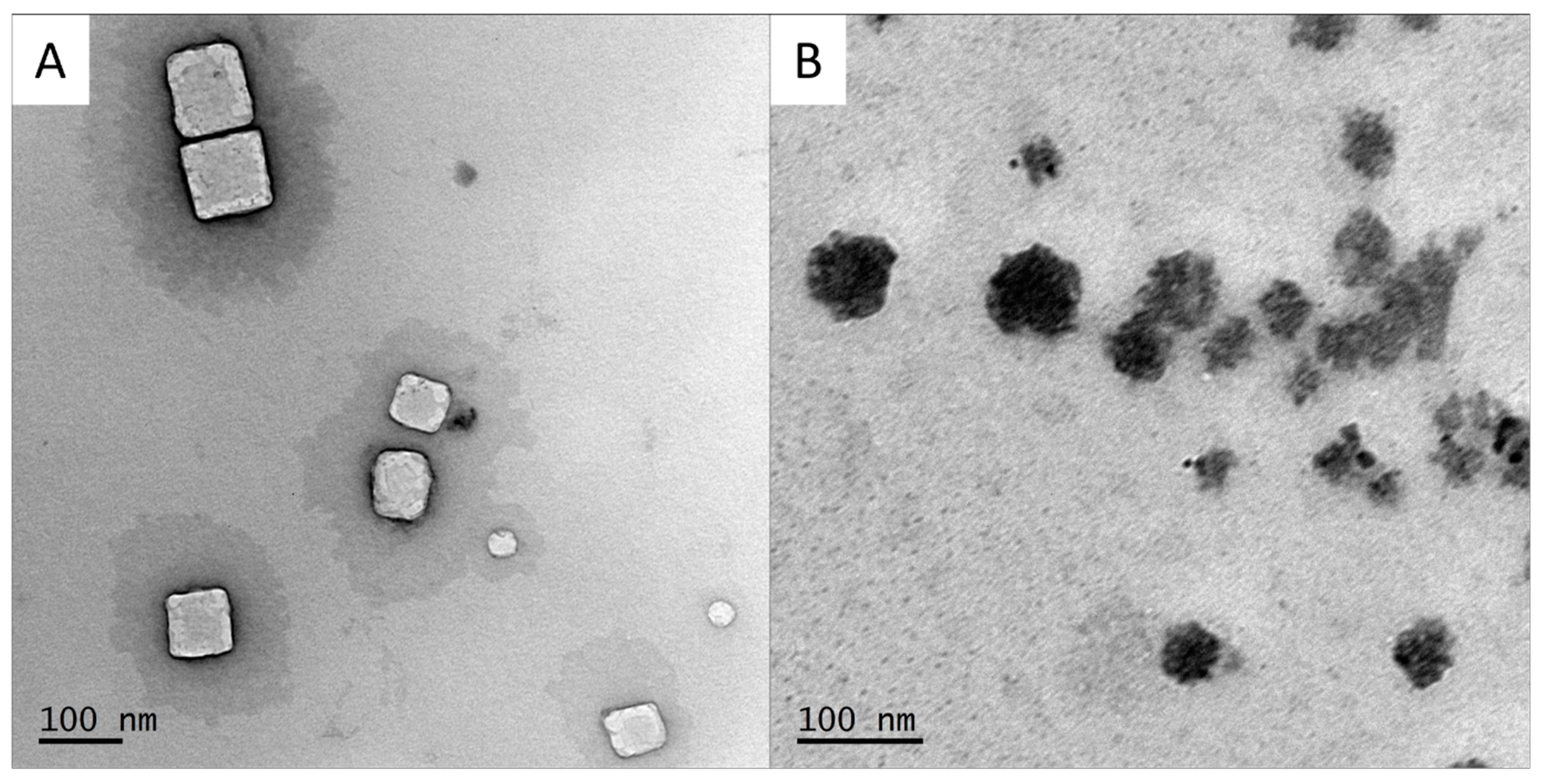 Ijms 25 01076 g002 Ijms 25 01076 g002