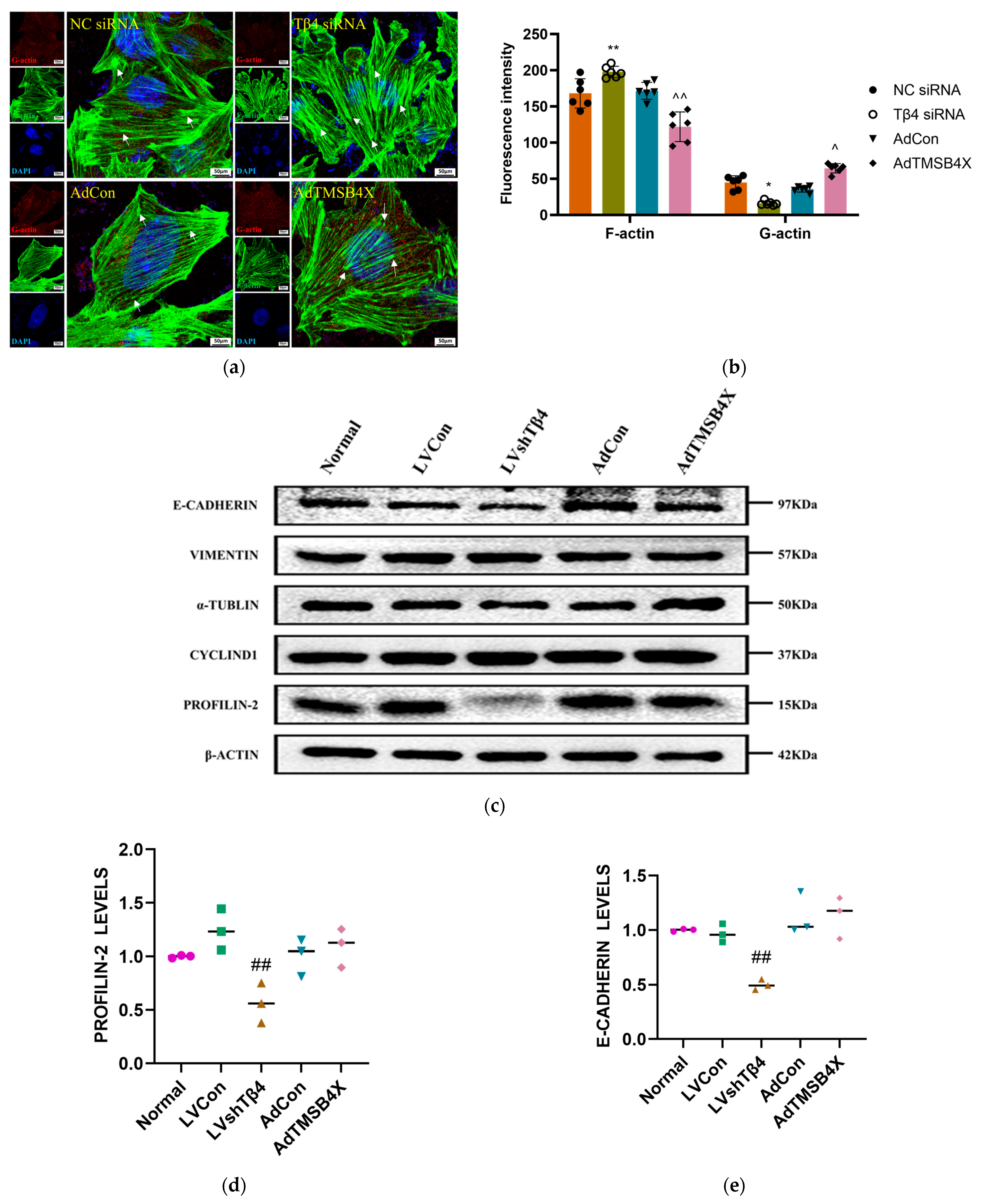 Ijms 25 01088 g005a Ijms 25 01088 g005a