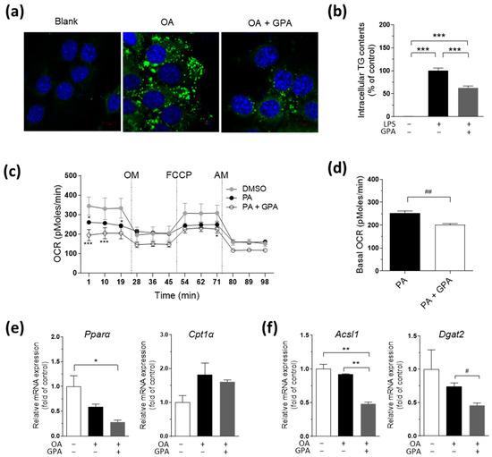 Graphislactone A, a Fungal Antioxidant Metabolite, Reduces