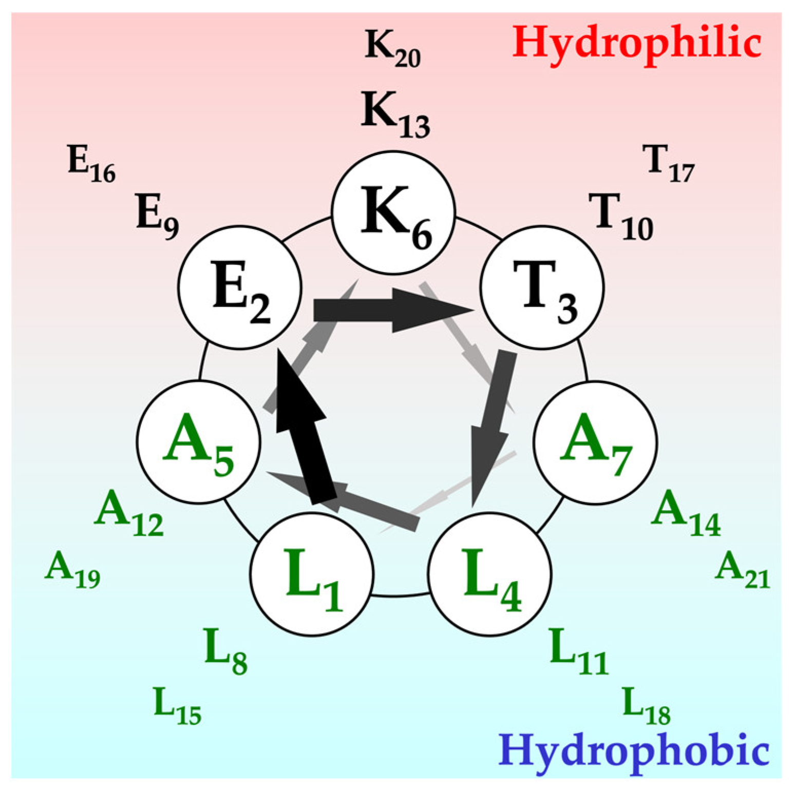 Structural Analyses of Designed α-Helix and β-Sheet Peptide