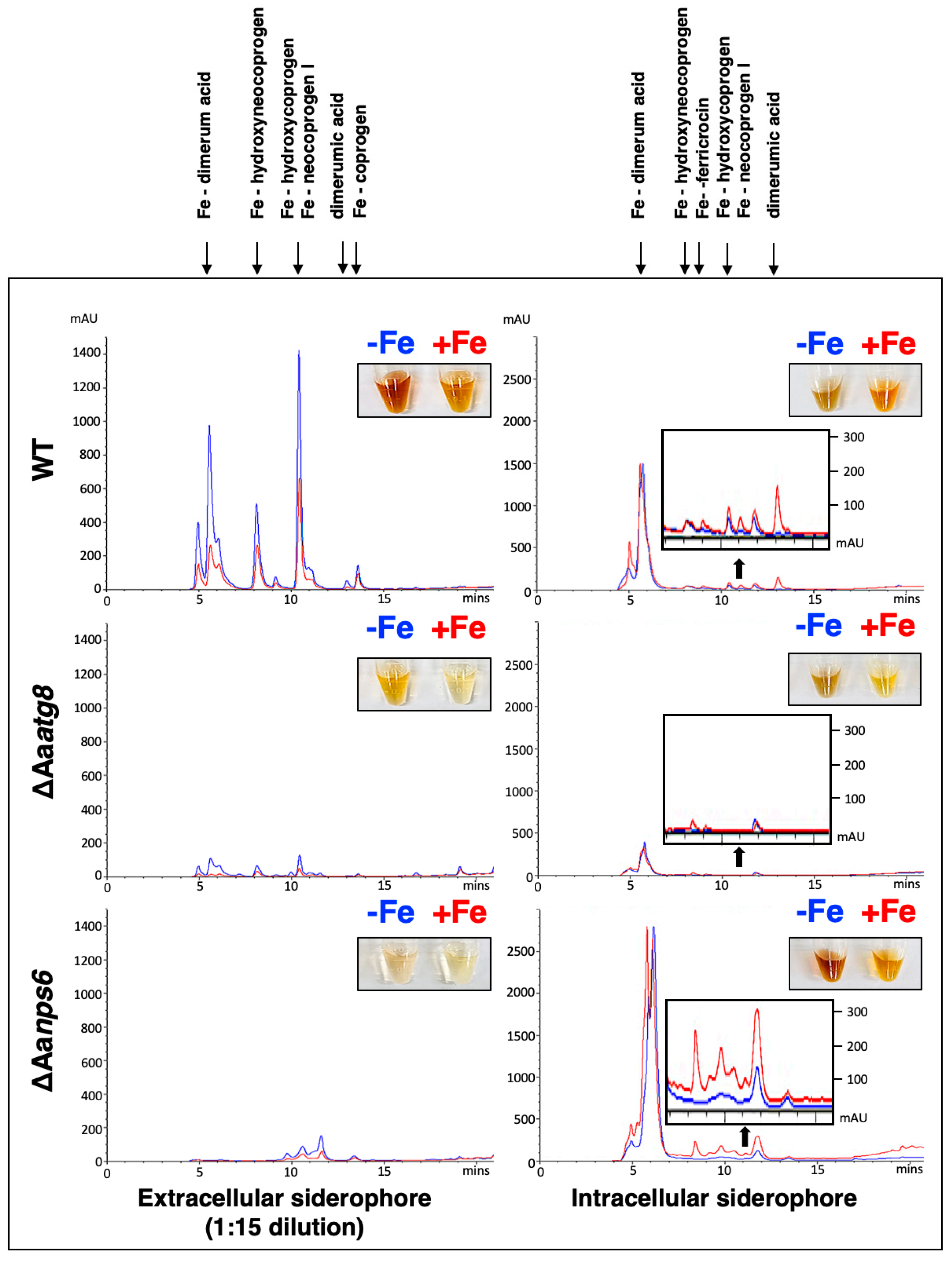 Ijms 25 01123 g002 Ijms 25 01123 g002