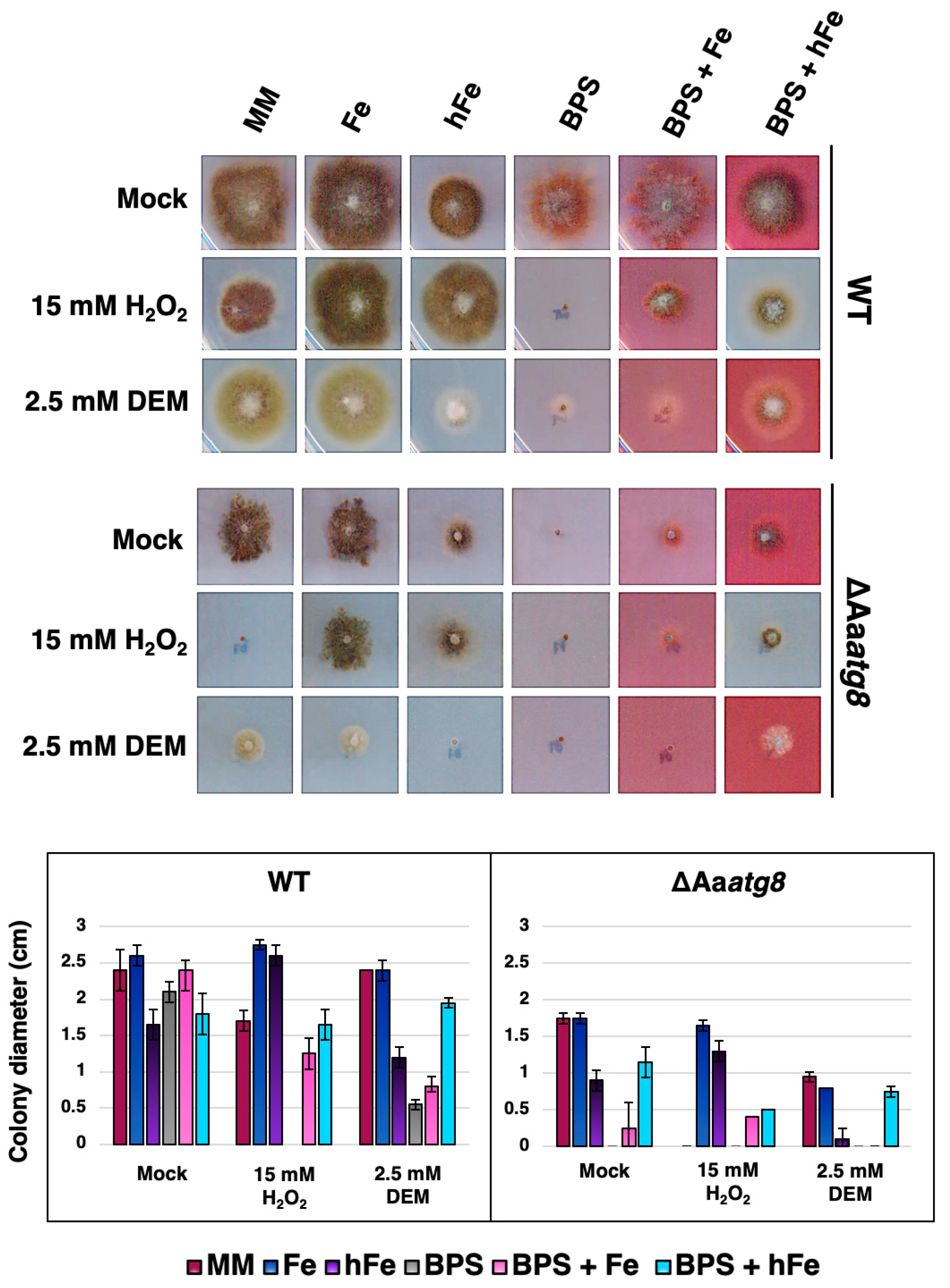 Ijms 25 01123 g005 Ijms 25 01123 g005