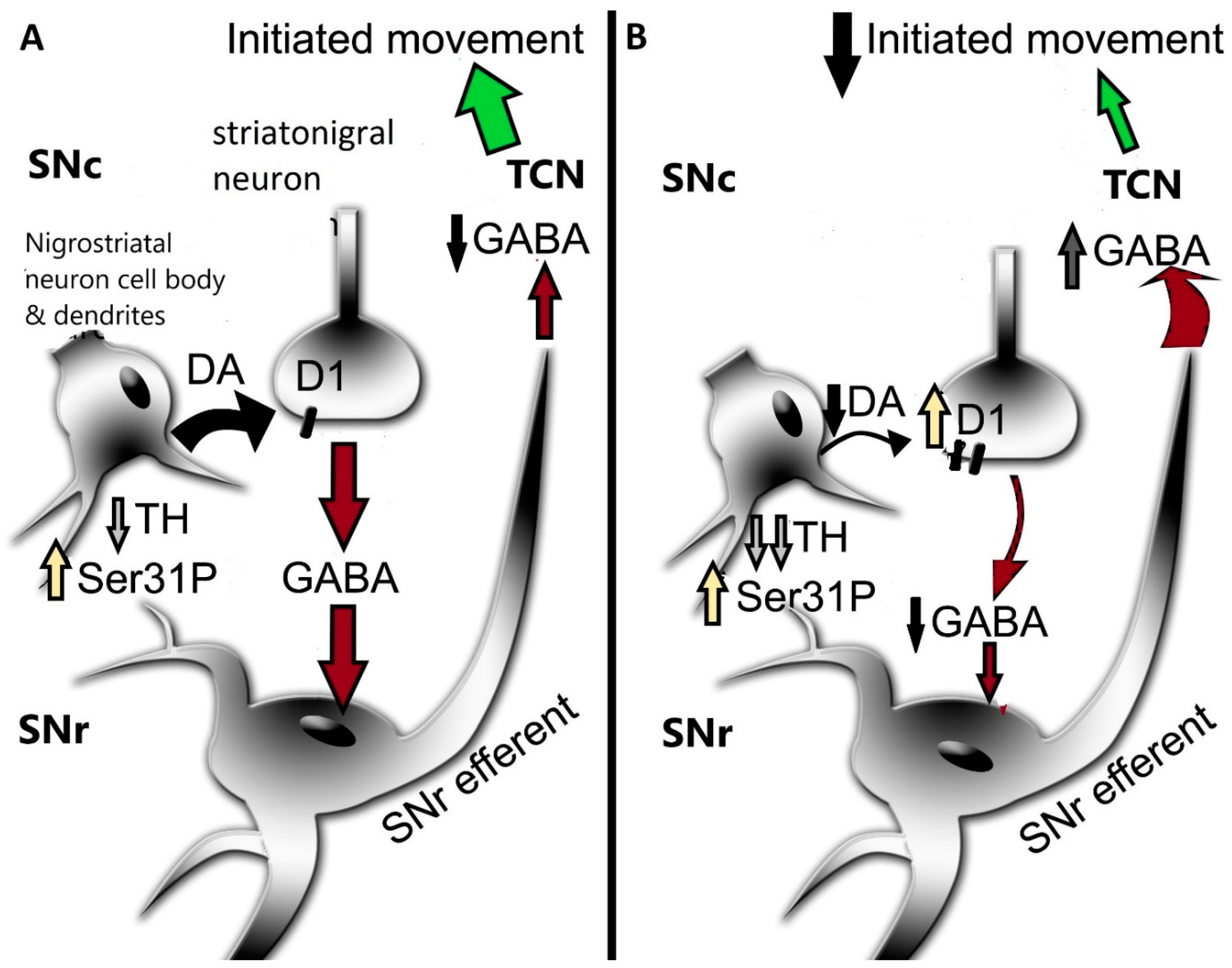 Ijms 25 01131 g003 Ijms 25 01131 g003