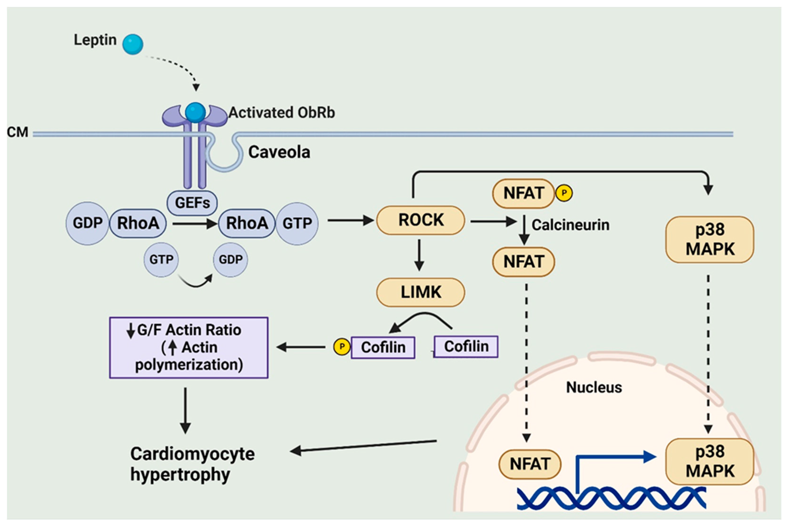 Ijms 25 01137 g005 Ijms 25 01137 g005