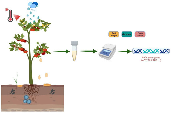 Advancements in Reference Gene Selection for Fruit Trees: A