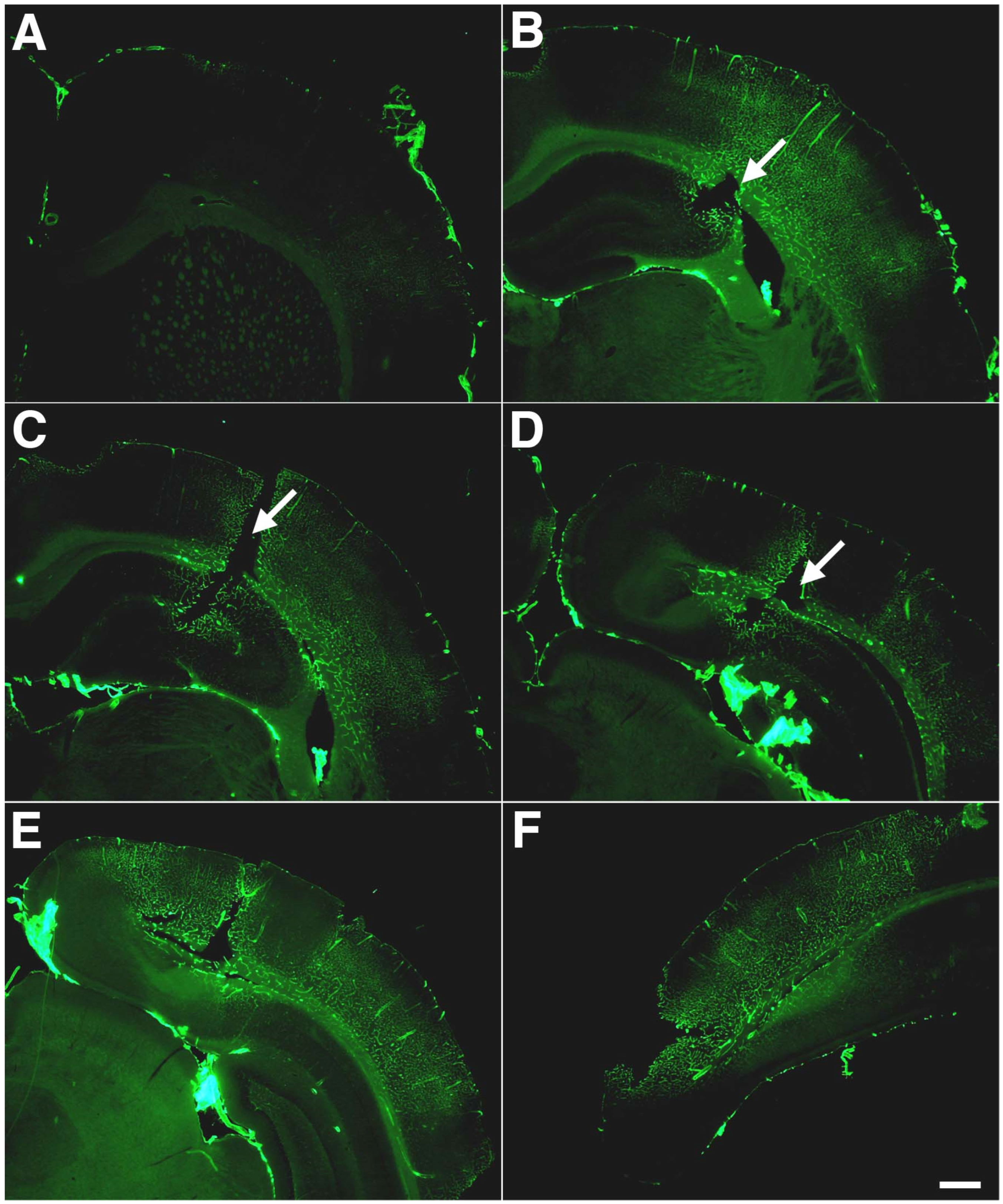 Ijms 25 01150 g006 Ijms 25 01150 g006